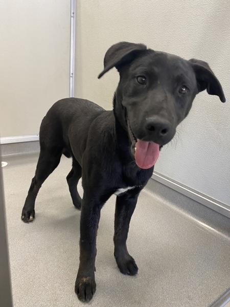 Enlarge Love, a Adoptable mixed breed in Victorville, CA image 1/1