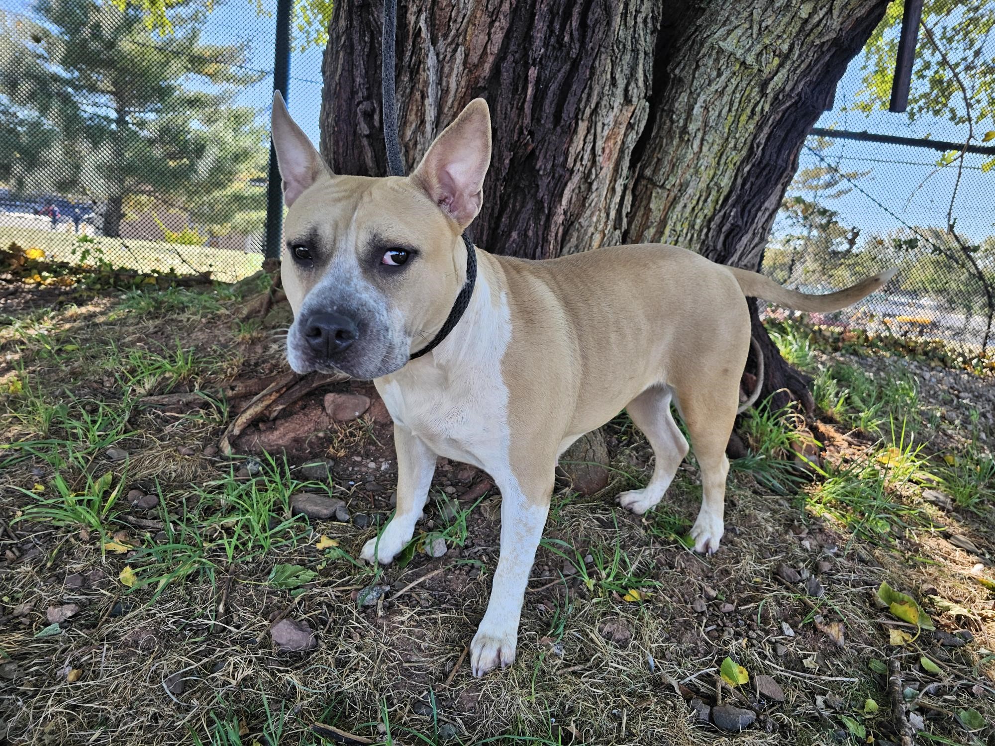 Dog for adoption Princess Peach, a Pit Bull Terrier in Jersey city