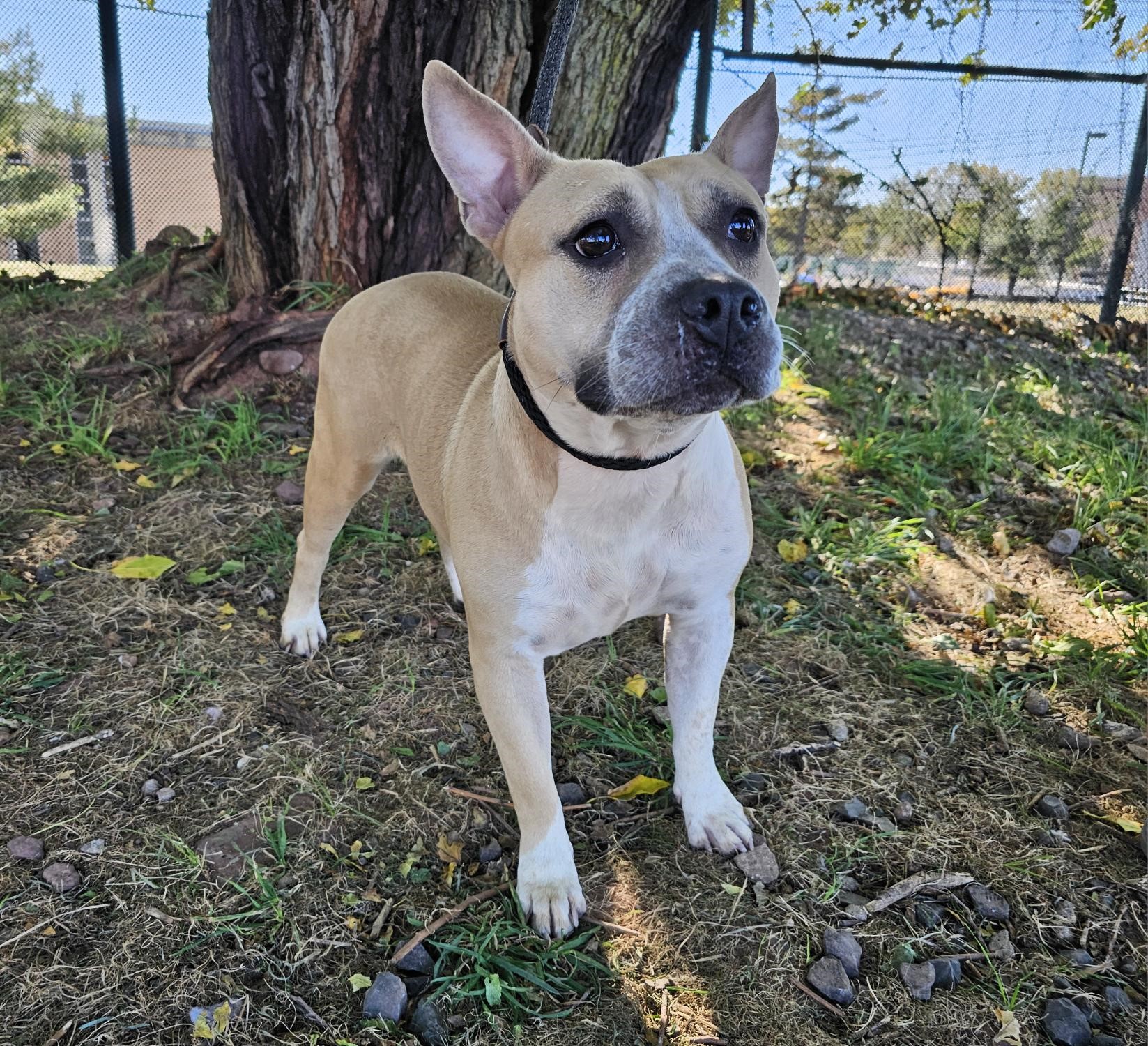 Dog for adoption Princess Peach, a Pit Bull Terrier in Jersey city