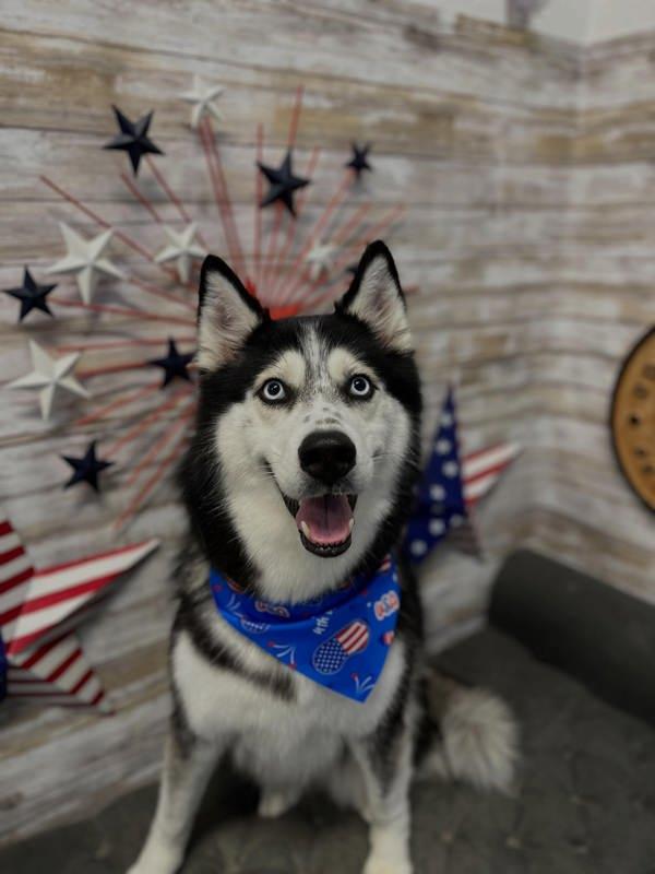 Juko, Adoptable, Adult Female Siberian Husky.