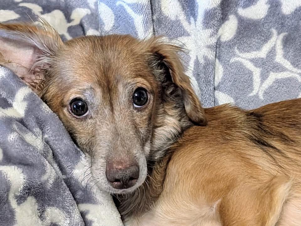 Dixie, Adopted, Young Female Chiweenie.