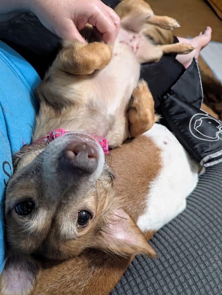 Enlarge Dixie, a Adopted Chiweenie in Plant City, FL image 2/2