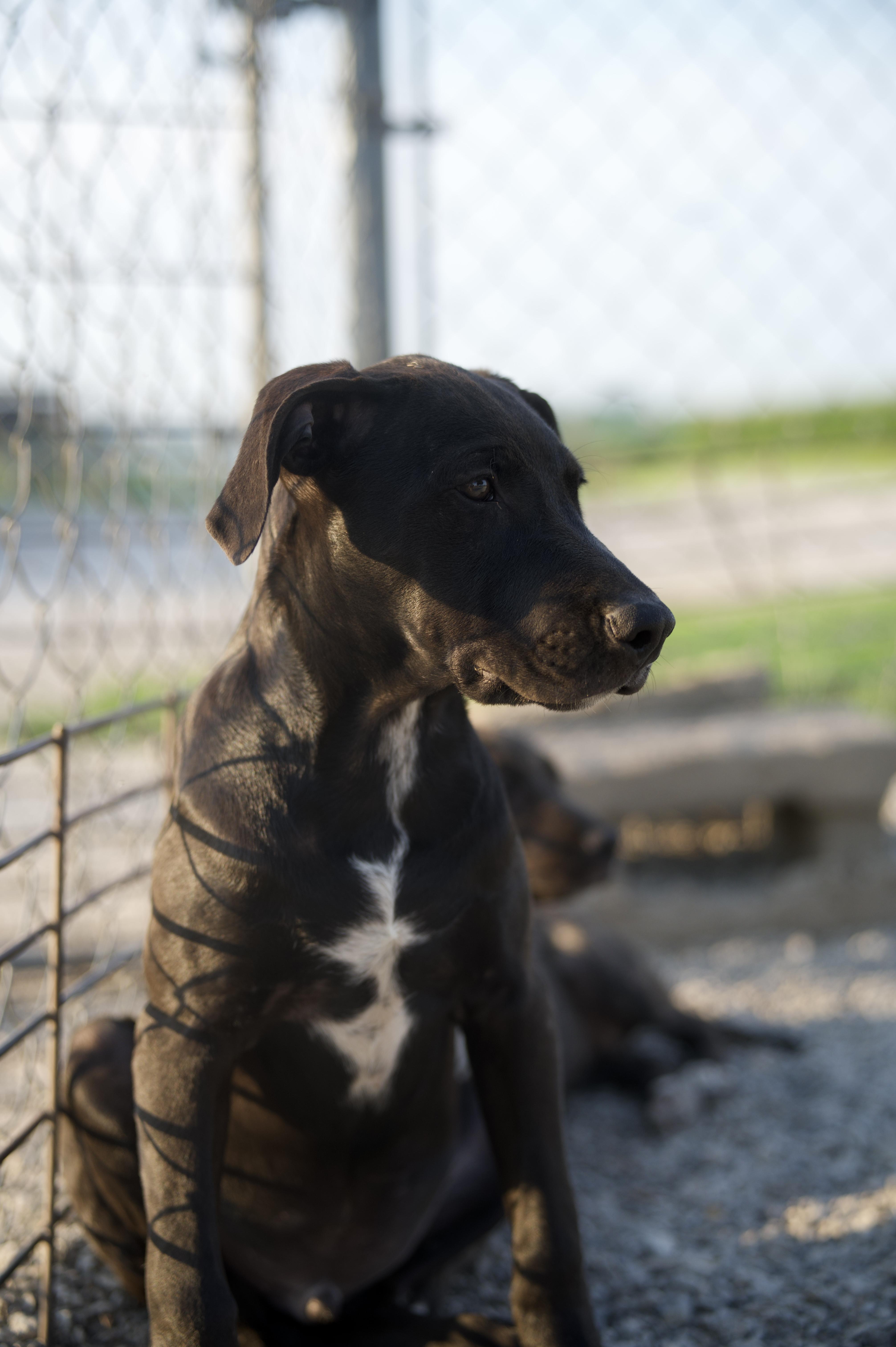 Enlarge Freddie, a Adoptable mixed breed in Hiawatha, KS image 2/3