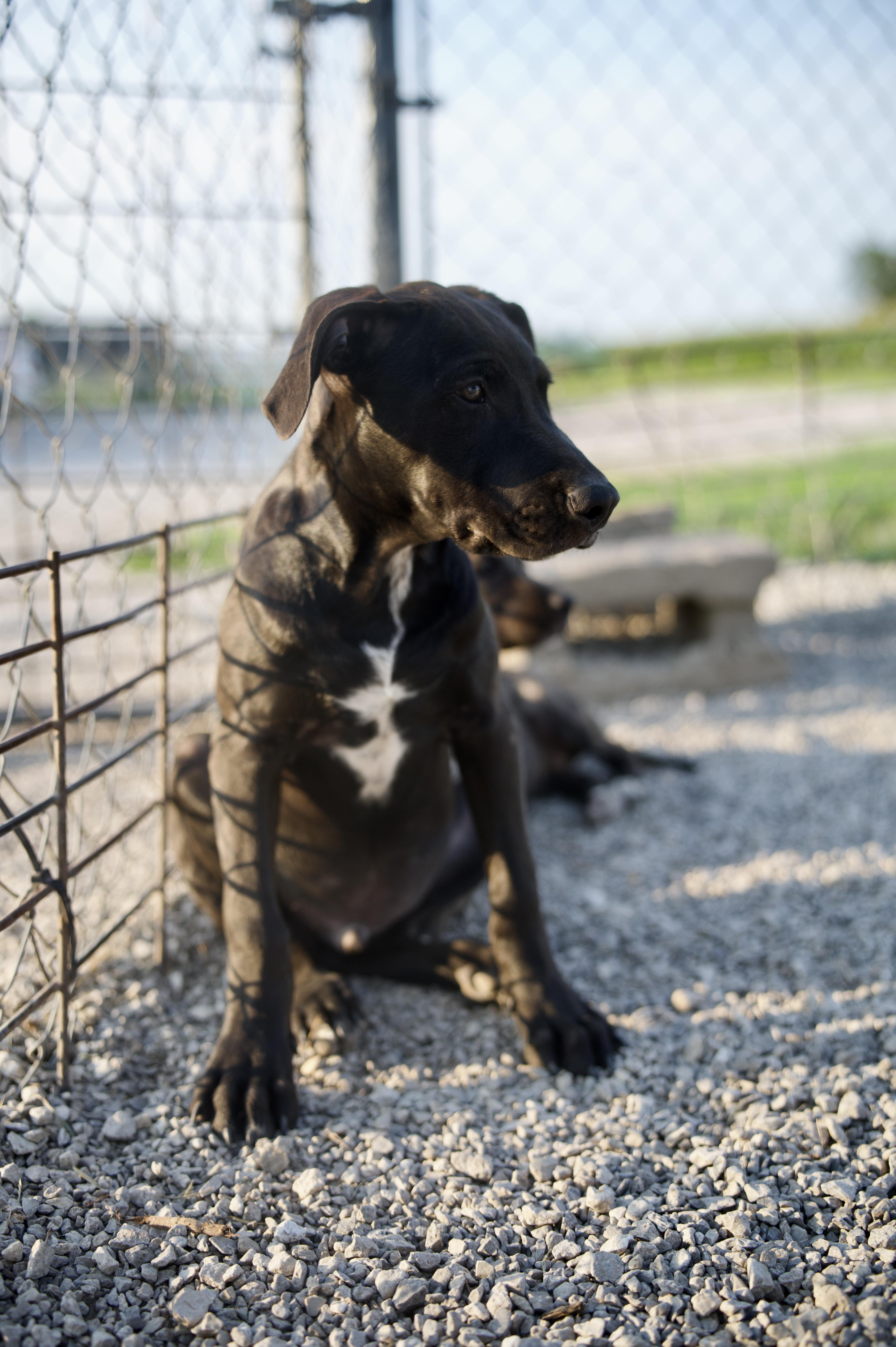 Enlarge Freddie, a Adoptable mixed breed in Hiawatha, KS image 3/3
