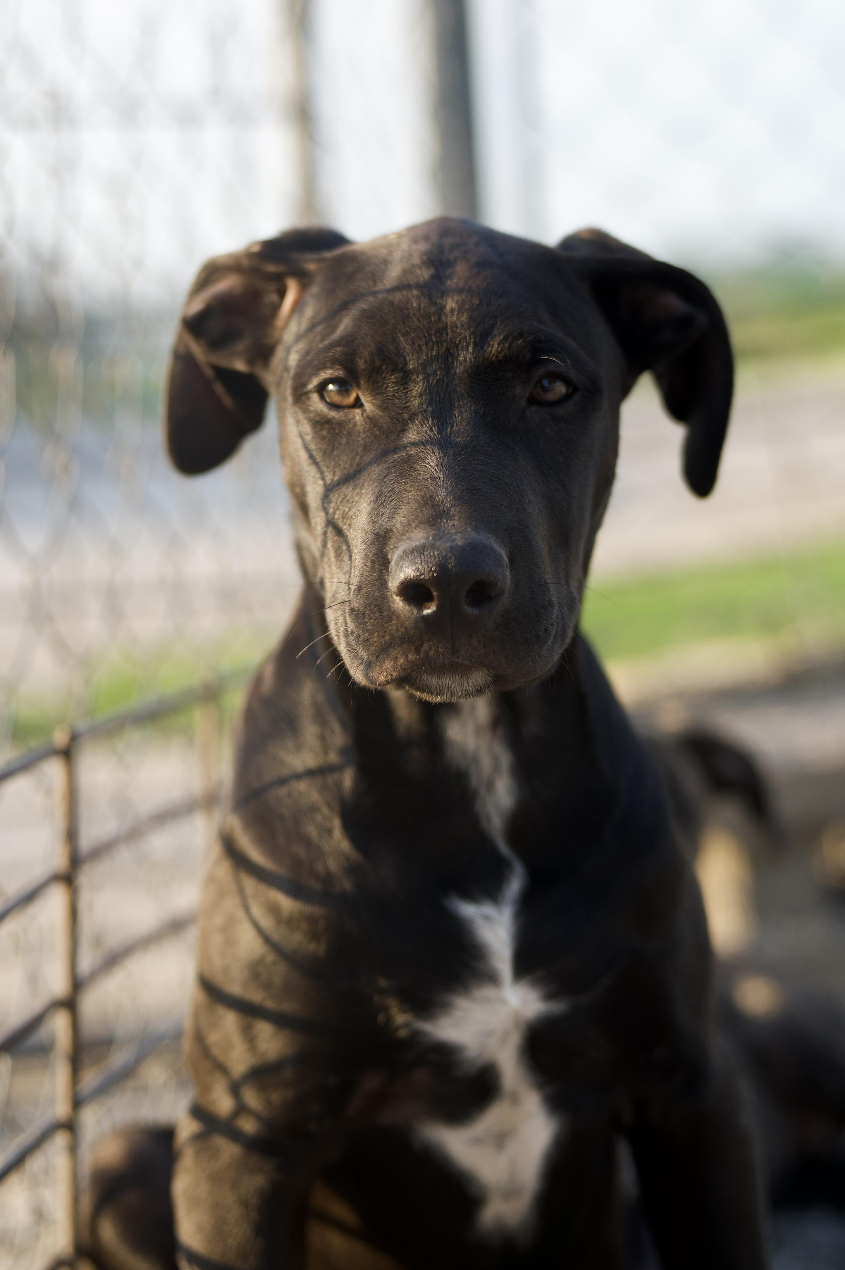 Freddie, Adoptable, Puppy Male Black Labrador Retriever & American Staffordshire Terrier.