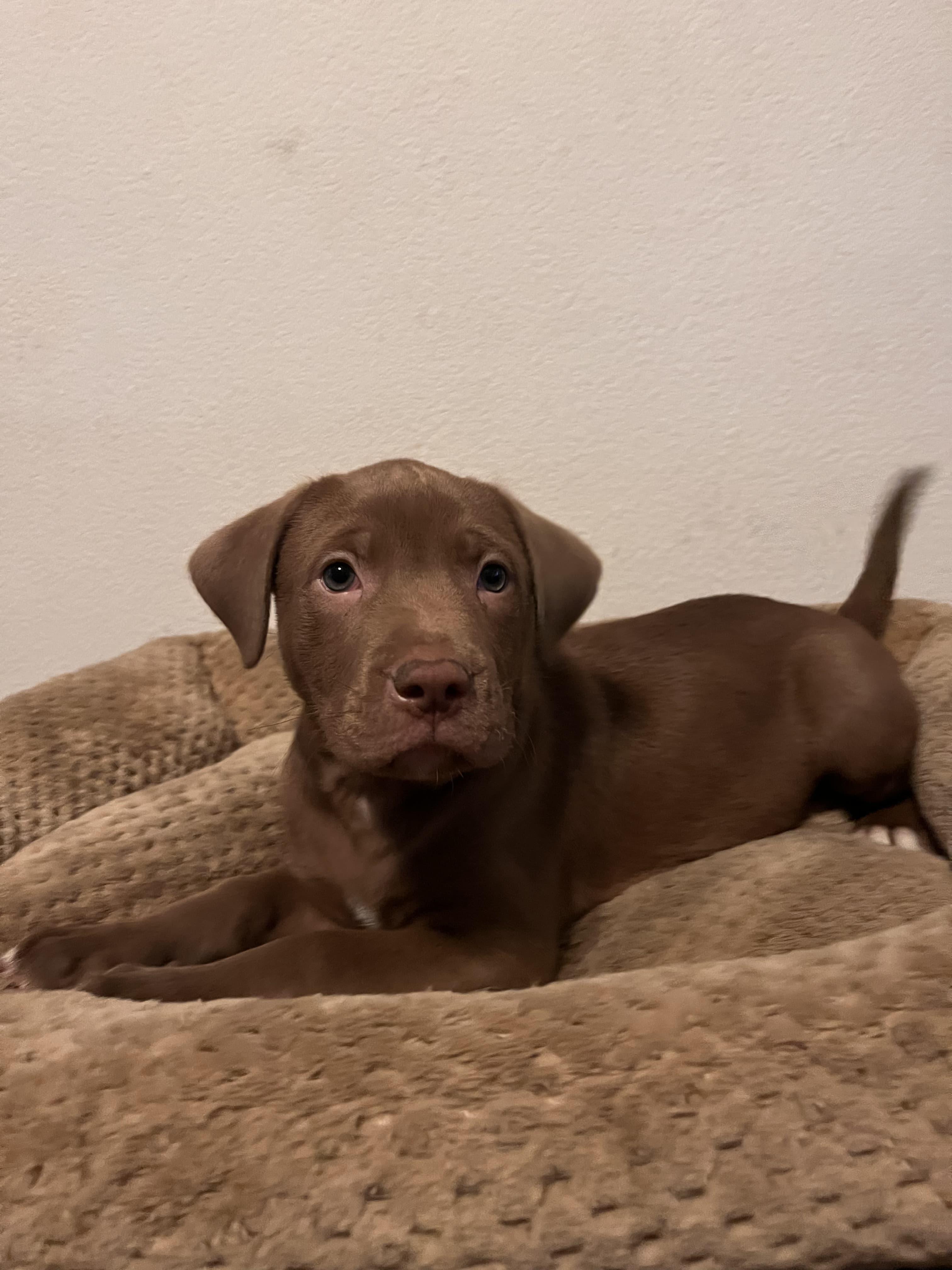 JAX, Adoptable, Puppy Male Pit Bull Terrier & Mastiff.