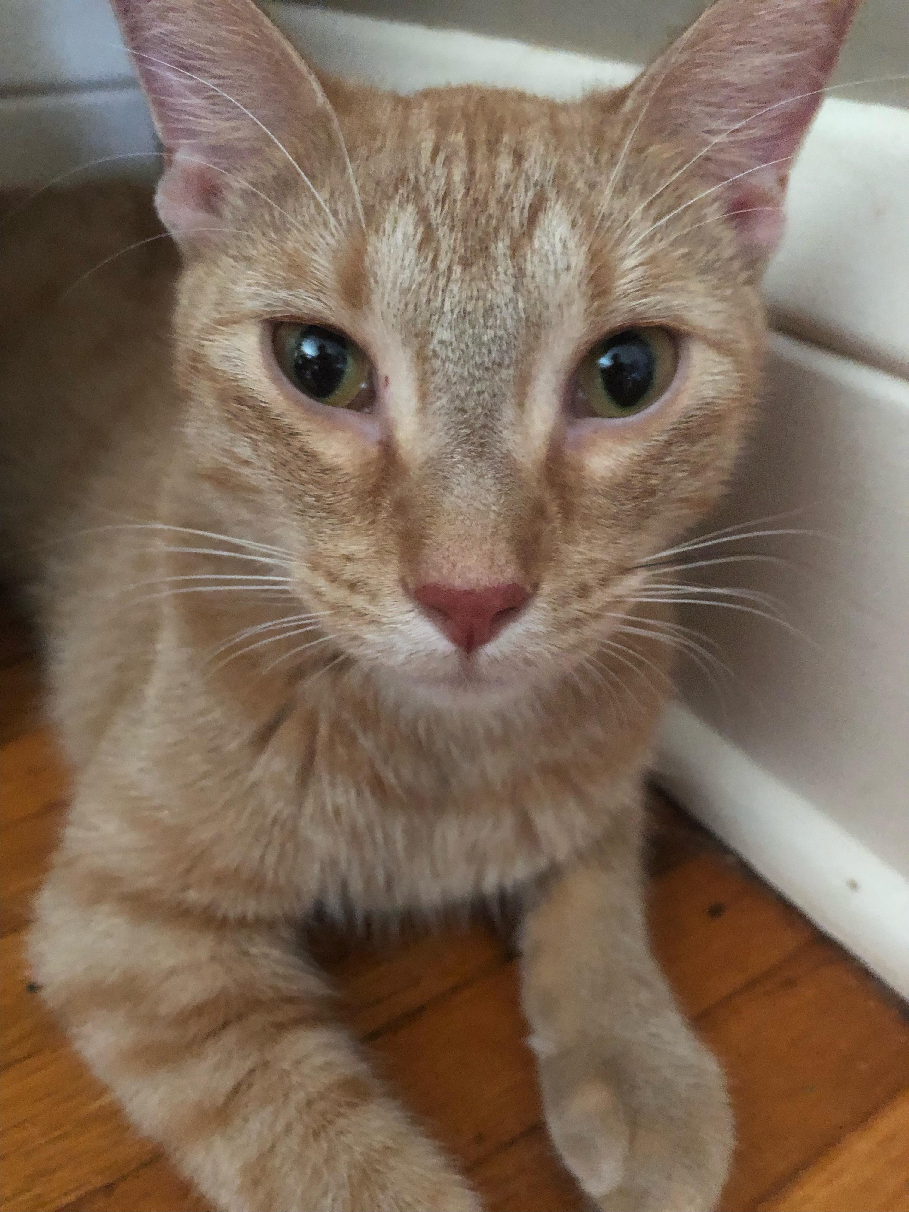 Oliver, a Adoptable mixed breed in Mound, MN image 2/5