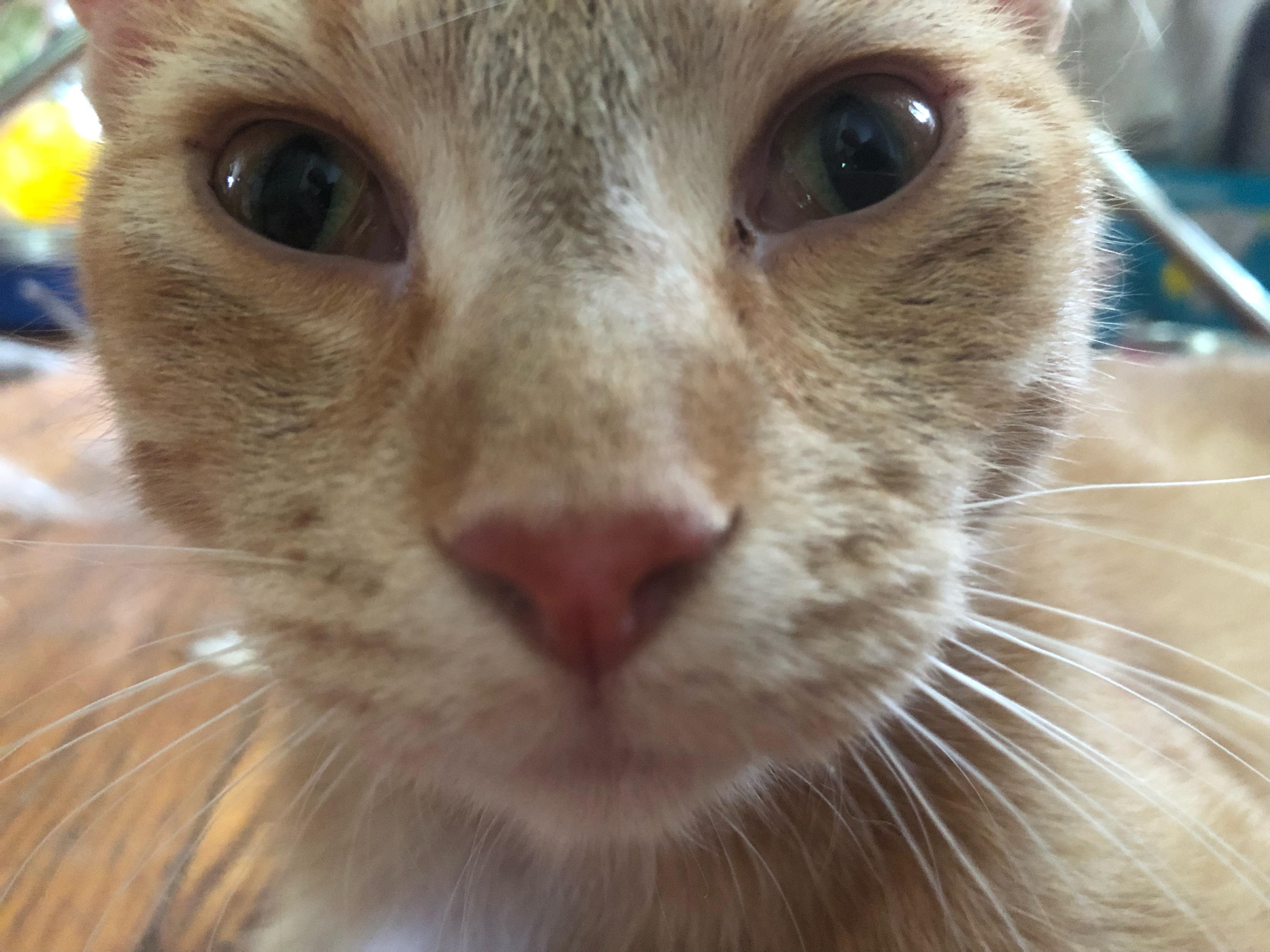 Oliver, a Adoptable mixed breed in Mound, MN image 4/5