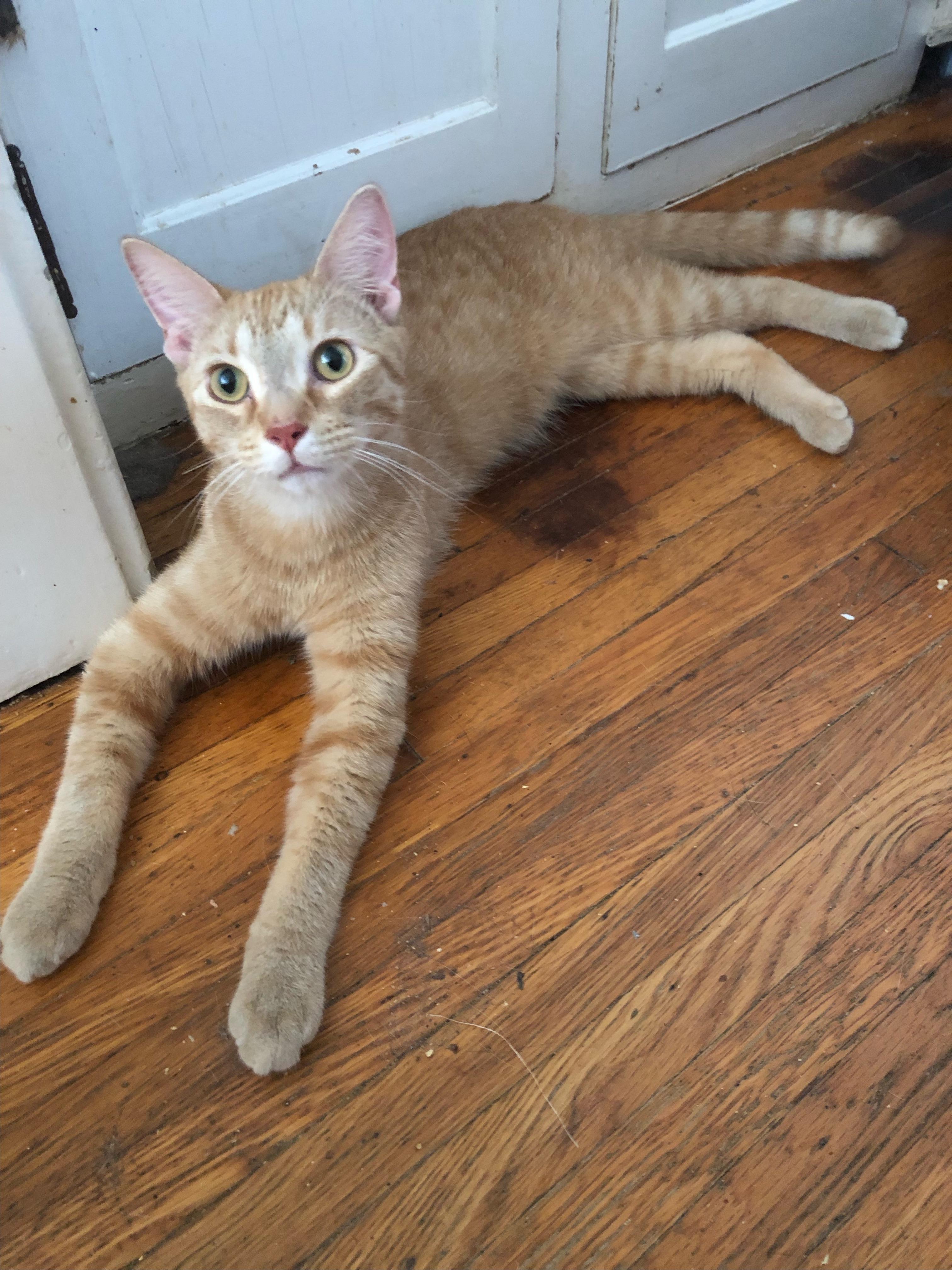 Oliver, Adoptable, Young Male American Shorthair & Maine Coon.