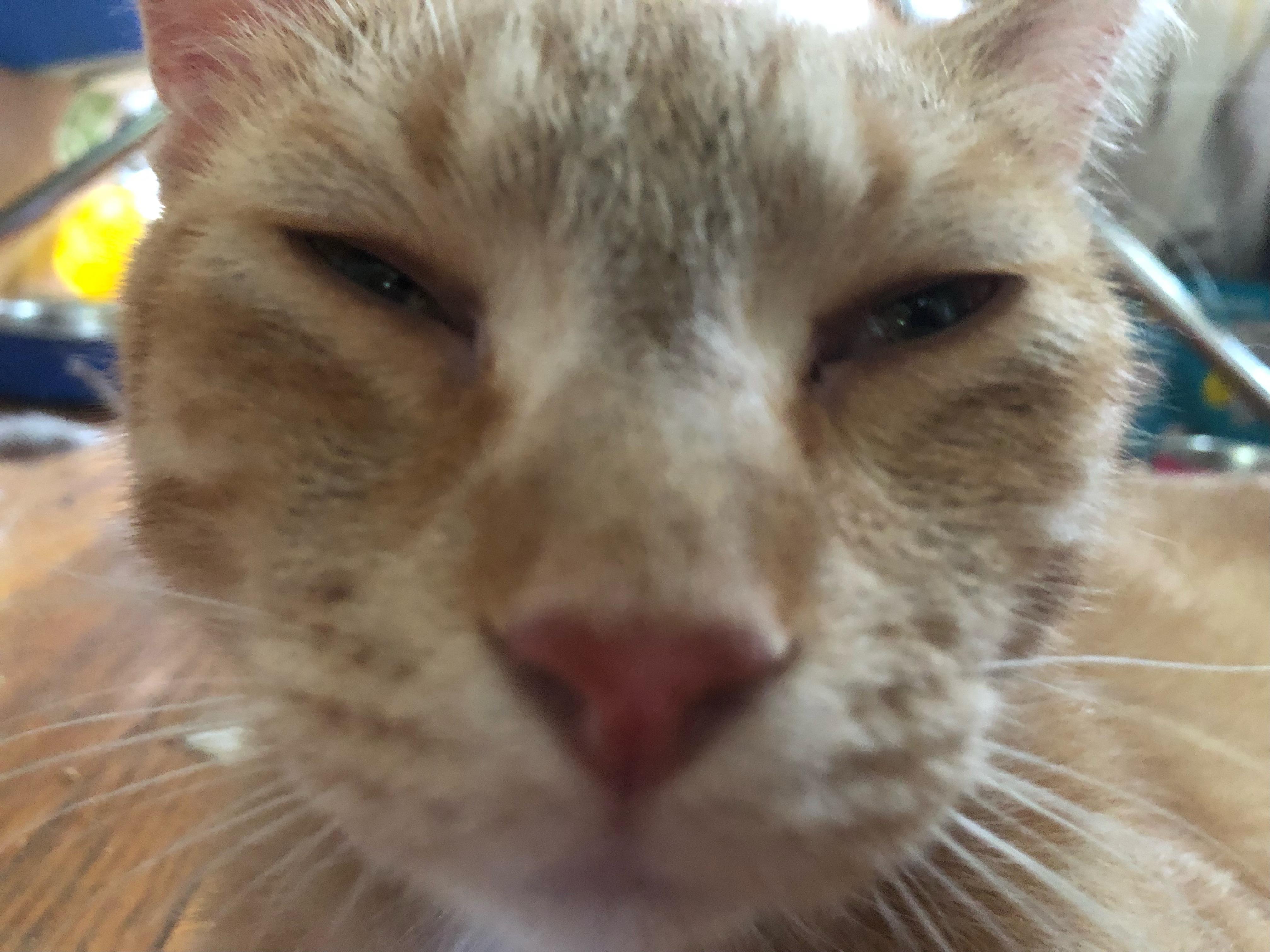 Oliver, a Adoptable mixed breed in Mound, MN image 5/5