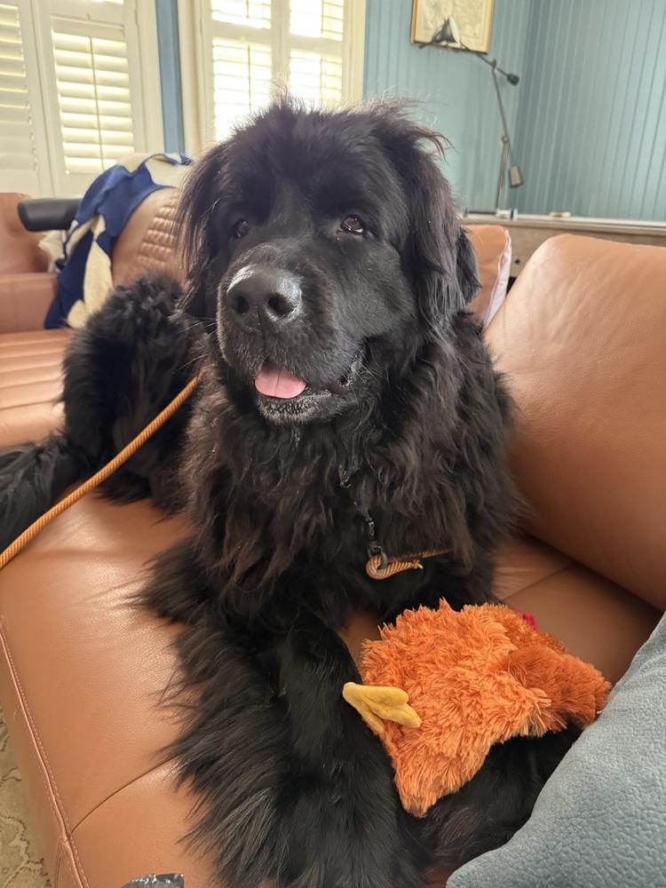 Enlarge Shelby, a Adoptable Newfoundland Dog in Gales Ferry, CT image 1/6