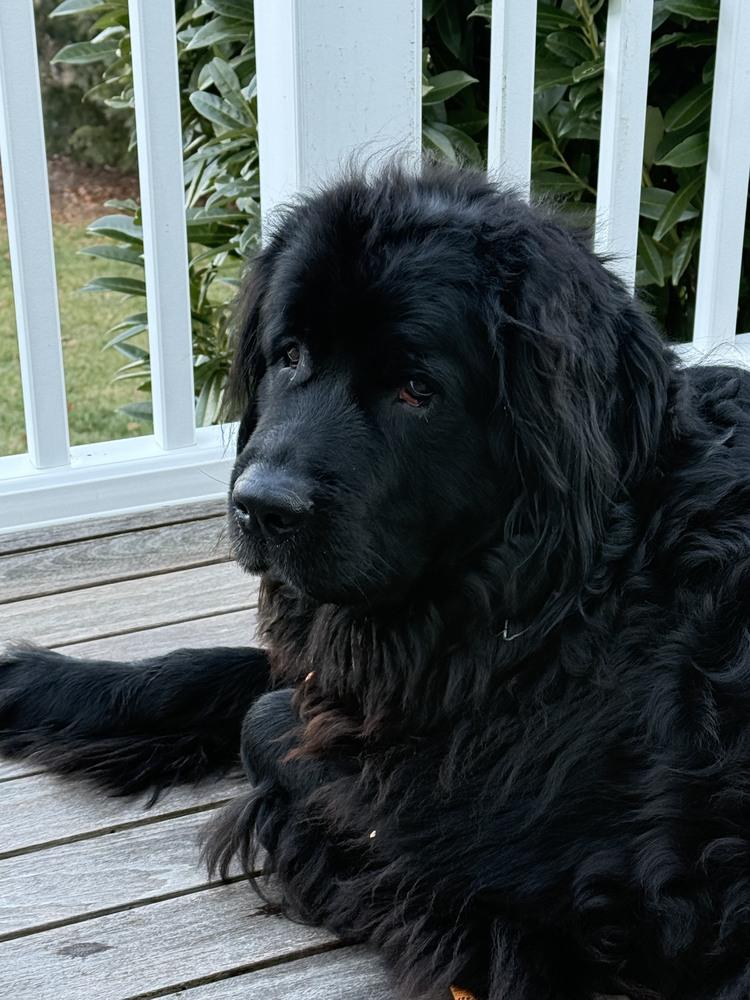 Enlarge Shelby, a Adoptable Newfoundland Dog in Gales Ferry, CT image 2/6