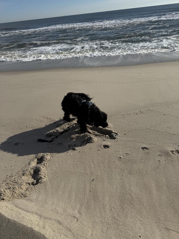 Enlarge Shelby, a Adoptable Newfoundland Dog in Gales Ferry, CT image 3/6