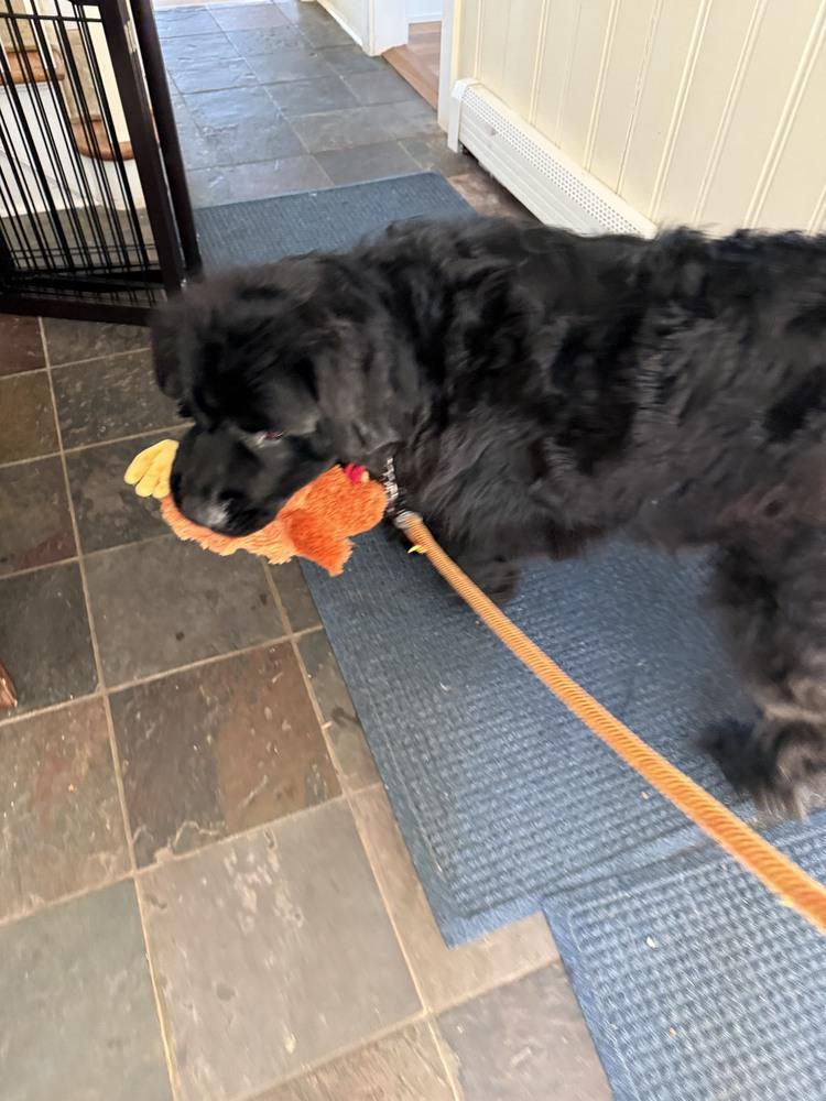 Enlarge Shelby, a Adoptable Newfoundland Dog in Gales Ferry, CT image 4/6