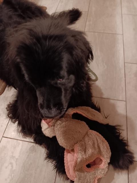 Enlarge Shelby, a Adoptable Newfoundland Dog in Gales Ferry, CT image 3/6
