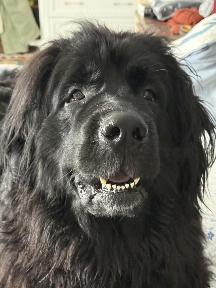 Enlarge Shelby, a Adoptable Newfoundland Dog in Gales Ferry, CT image 5/6