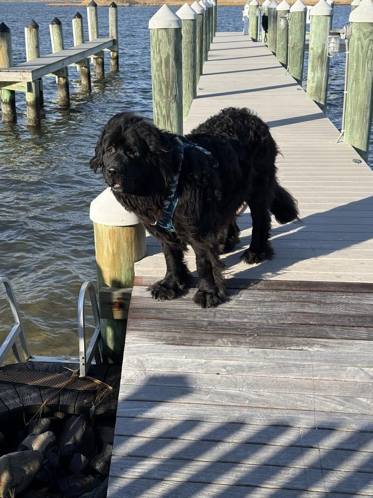 Enlarge Shelby, a Adoptable Newfoundland Dog in Gales Ferry, CT image 6/6