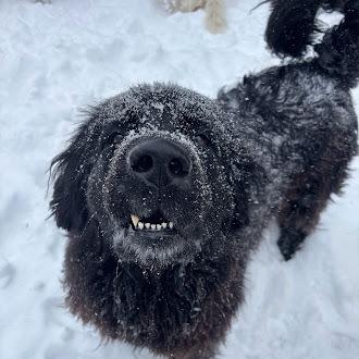 Enlarge Shelby, a Adoptable Newfoundland Dog in Gales Ferry, CT image 6/6