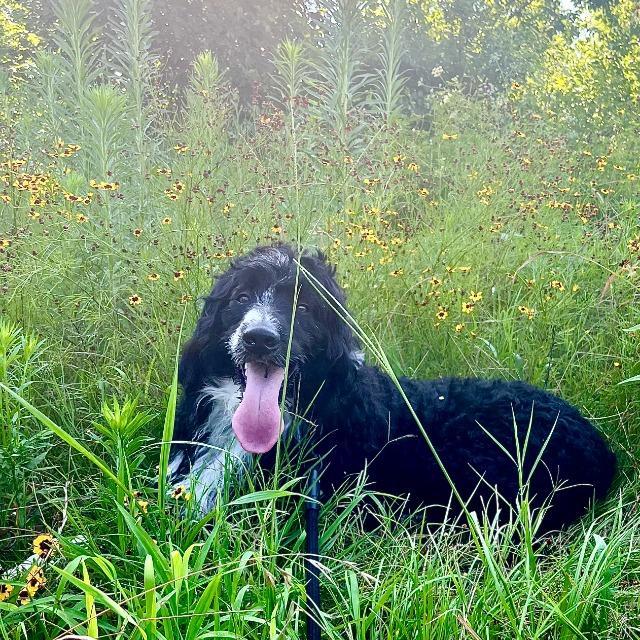 Enlarge Moose, a Adoptable Bernese Mountain Dog in Fayetteville, AR image 1/1