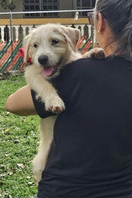 Bella, ADOPTABLE, Young Female Labrador Retriever.