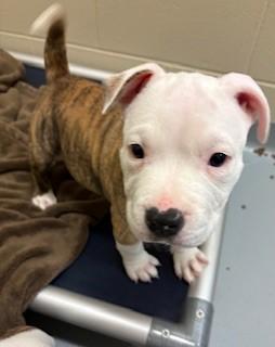 Pinto, adopted, Puppy Male Pit Bull Terrier.