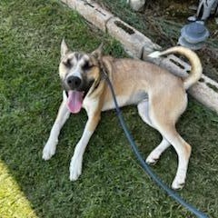 Enlarge Almond - Looking for a Foster Home!, a Adoptable mixed breed in Seattle, WA image 2/5
