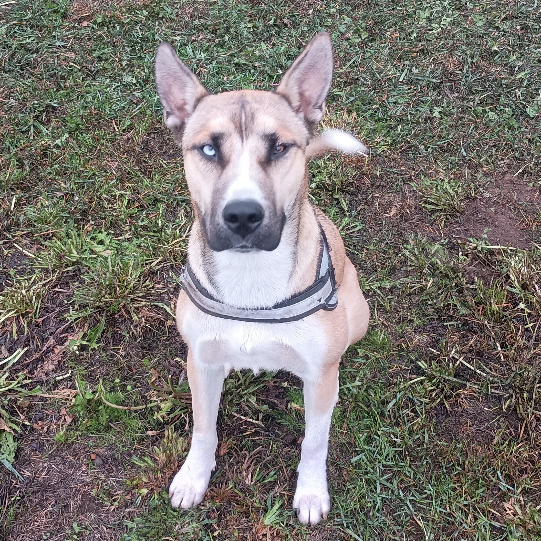 Enlarge Almond - Looking for a Foster Home!, a Adoptable mixed breed in Seattle, WA image 3/5