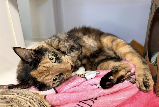 BB, Adoptable, Adult Female Domestic Medium Hair.