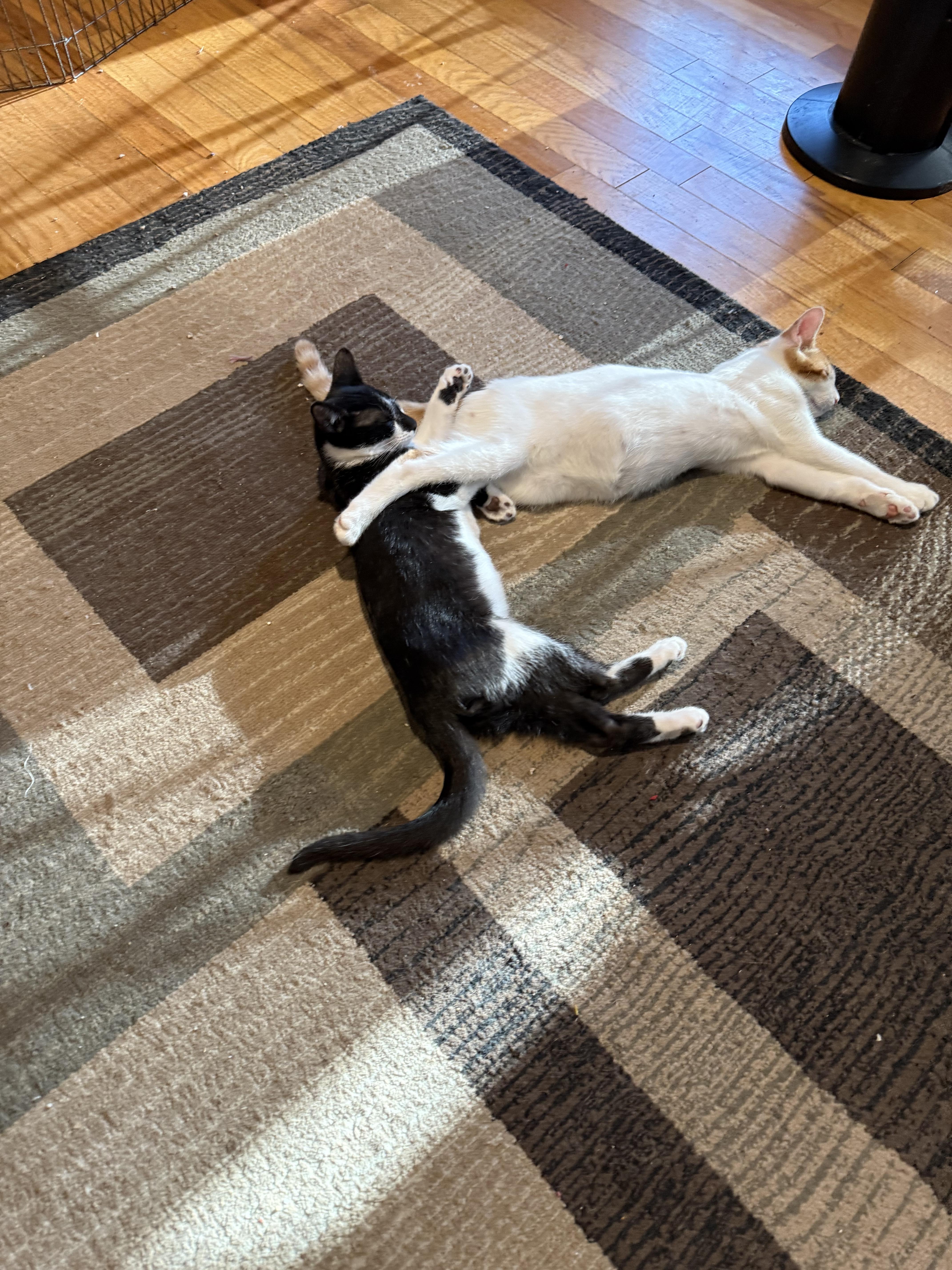 Oden, Adoptable, Young Male Tuxedo.