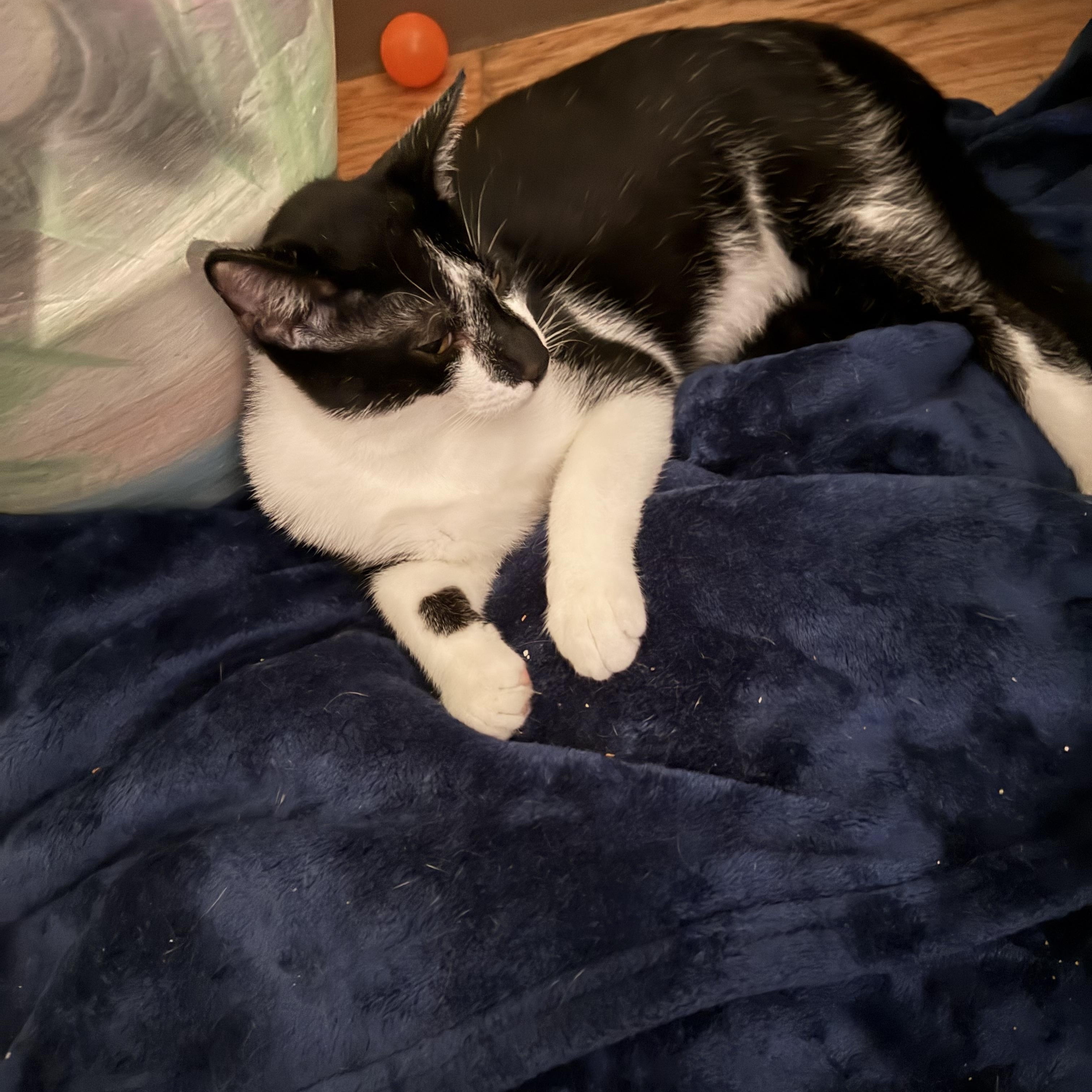 Oden, a Adoptable Tuxedo image 2/5