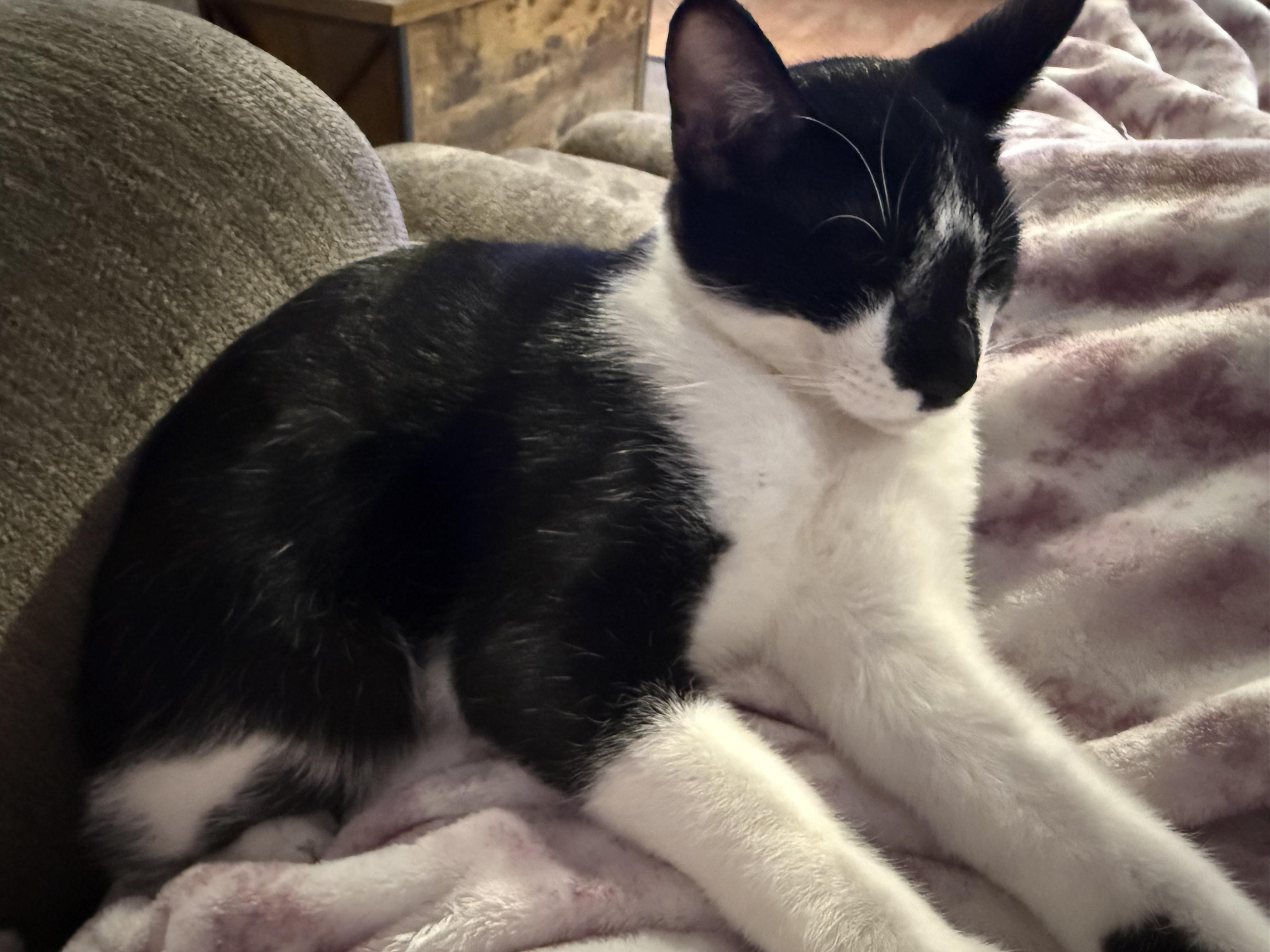 Oden, Adoptable, Young Male Tuxedo.