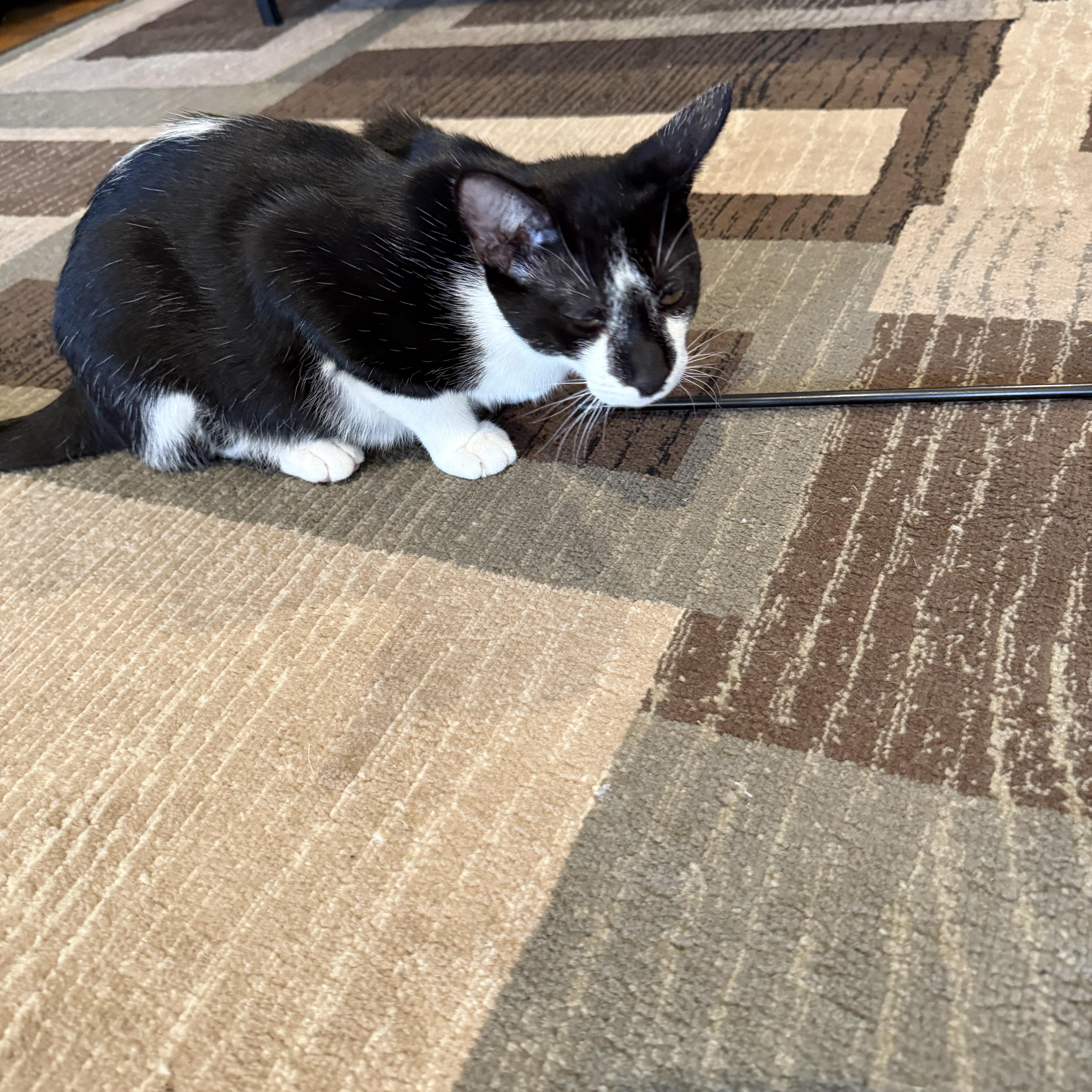 Oden, a Adoptable Tuxedo image 4/5