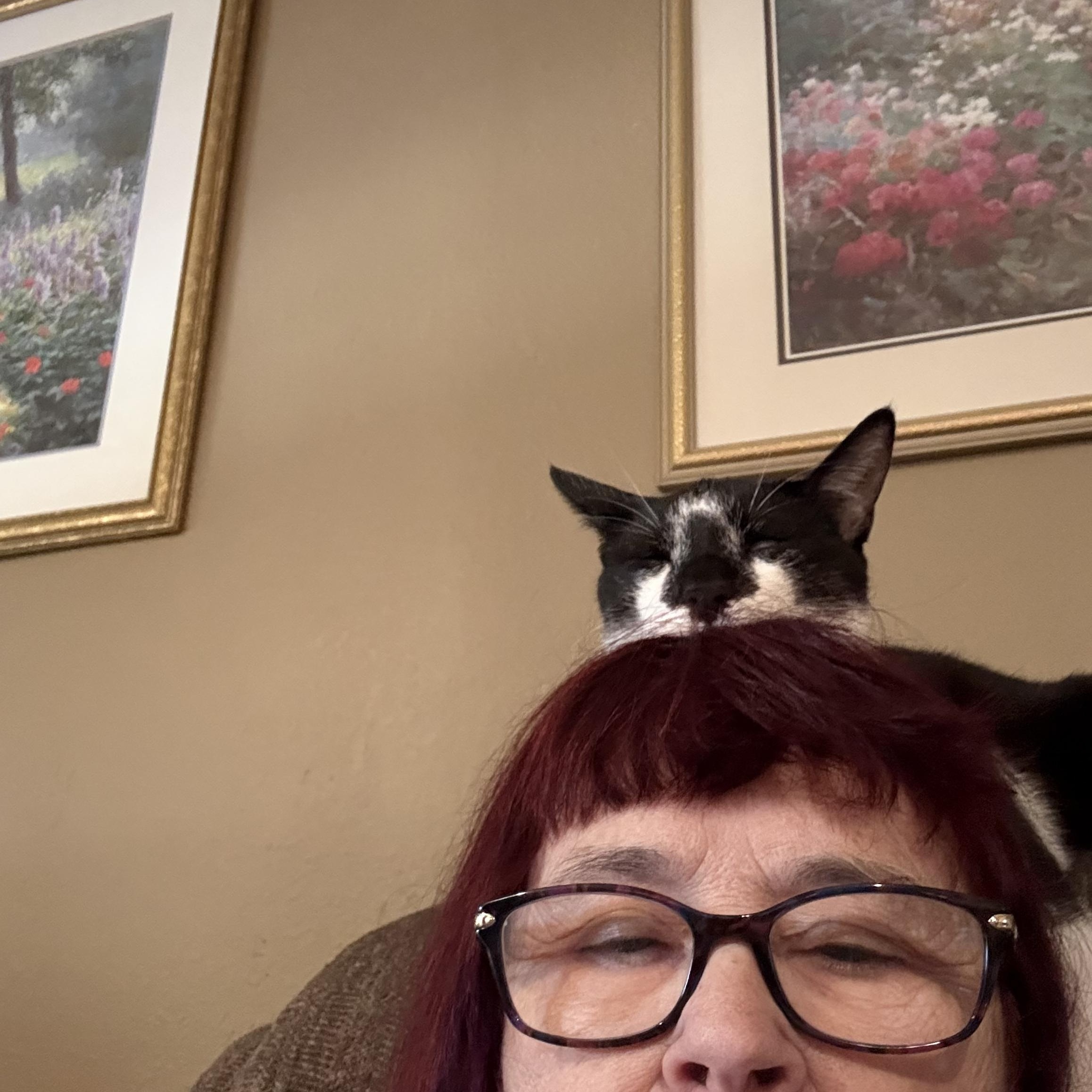 Enlarge Oden, a Adoptable Tuxedo in Tracy, CA image 5/5