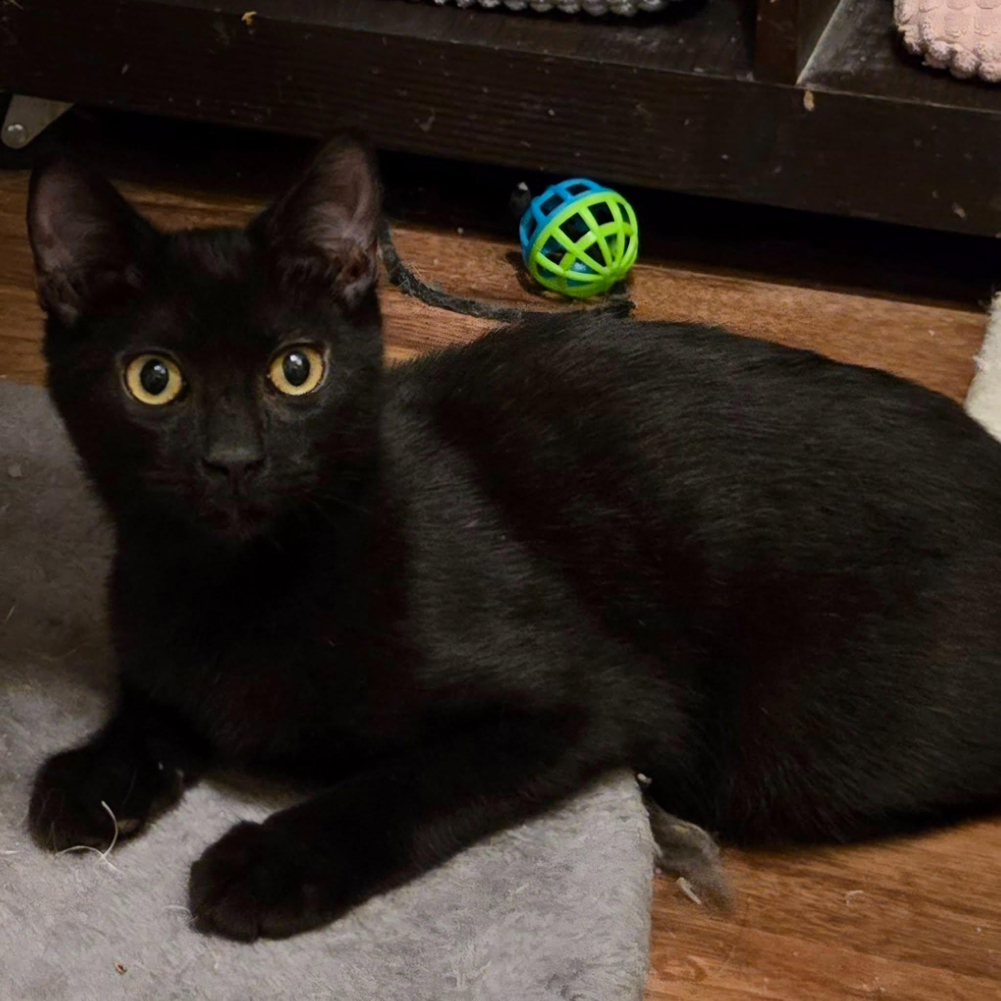 Enlarge Tubbs (Bonded with Crockett), a Adoptable Domestic Short Hair in Queen Creek, AZ image 1/6