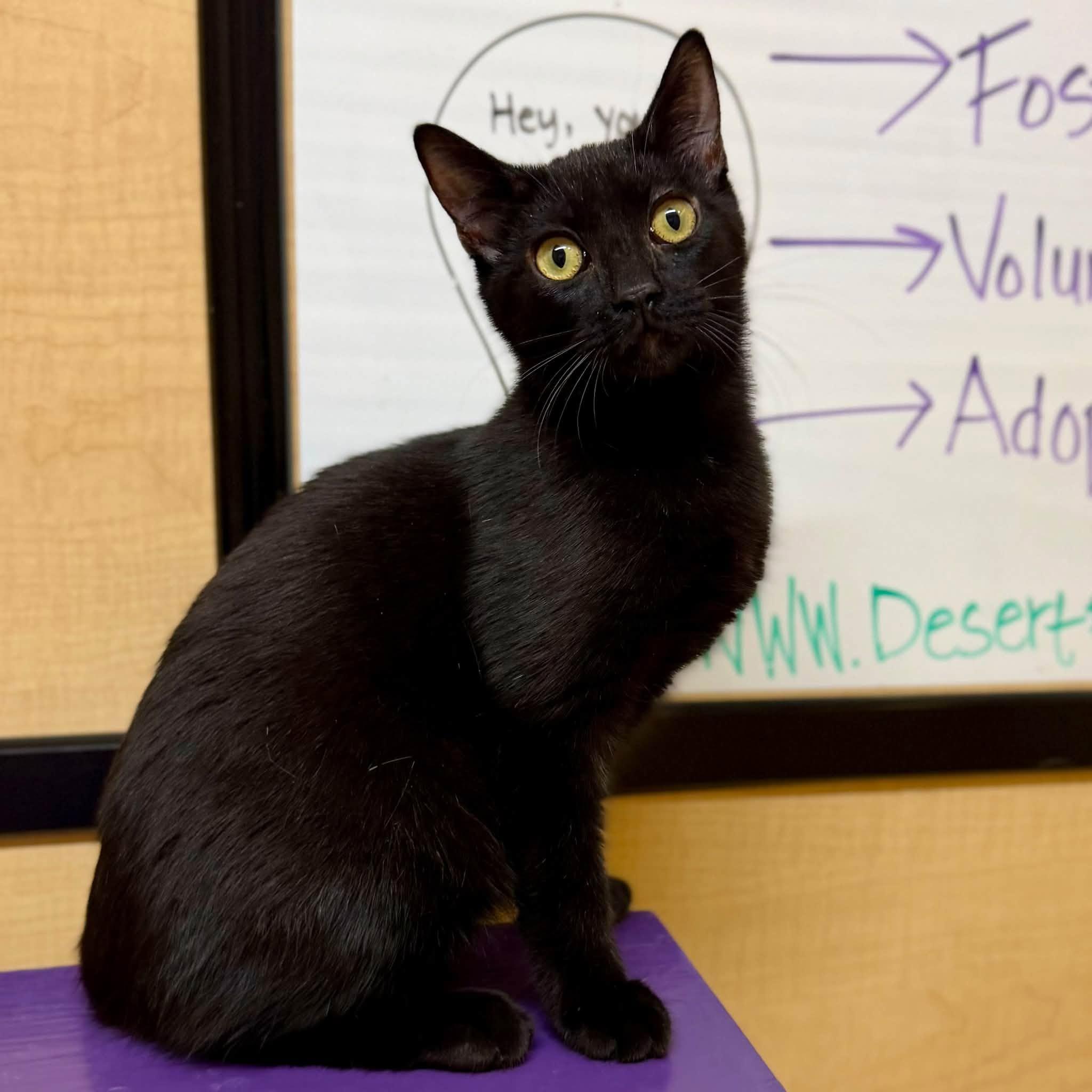 Enlarge Tubbs (Bonded with Crockett), a Adoptable Domestic Short Hair in Queen Creek, AZ image 3/6