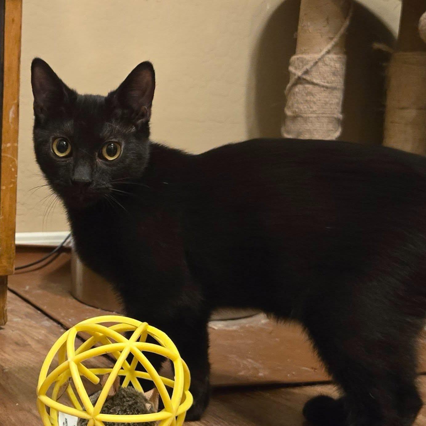 Enlarge Tubbs (Bonded with Crockett), a Adoptable Domestic Short Hair in Queen Creek, AZ image 2/6
