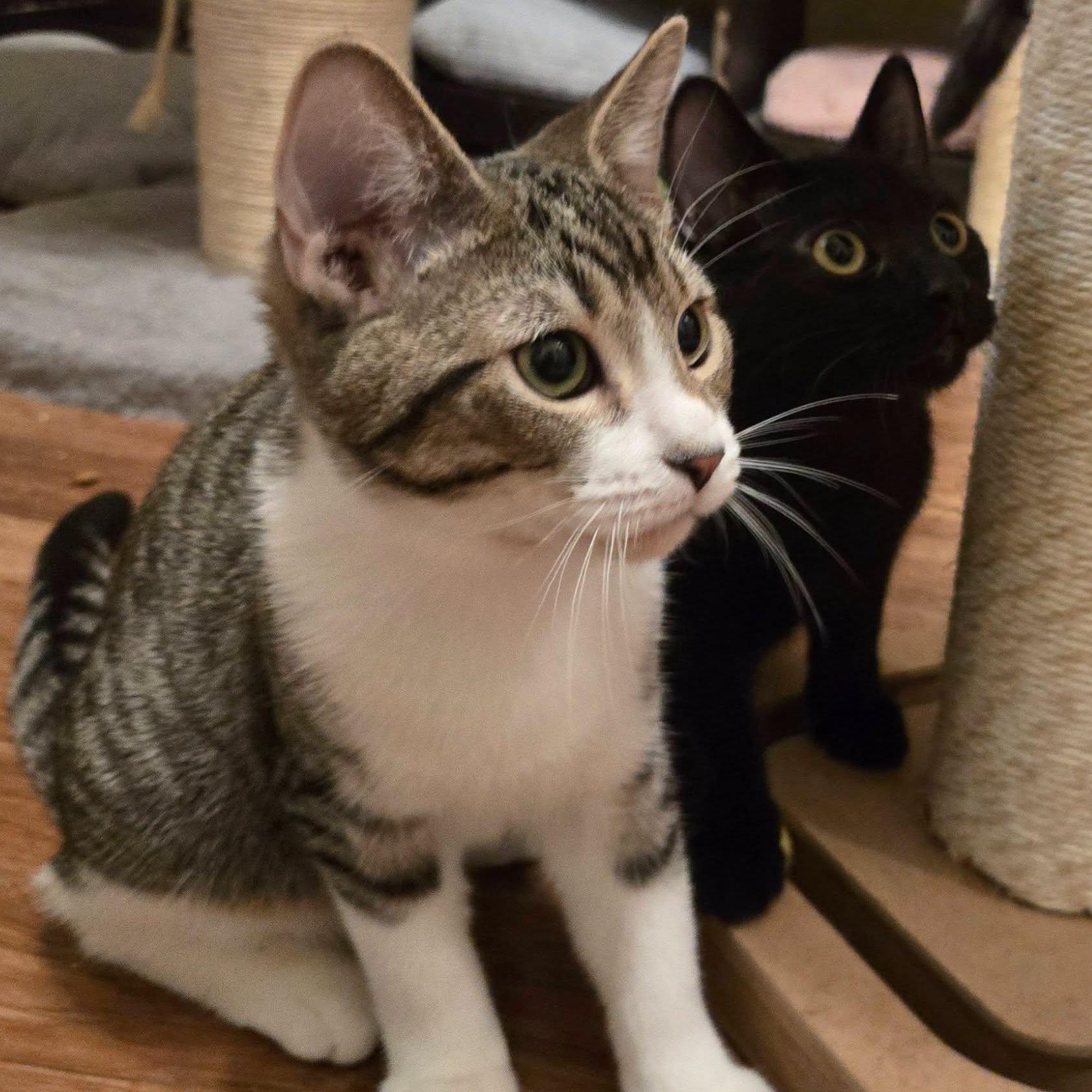 Enlarge Tubbs (Bonded with Crockett), a Adoptable Domestic Short Hair in Queen Creek, AZ image 5/6