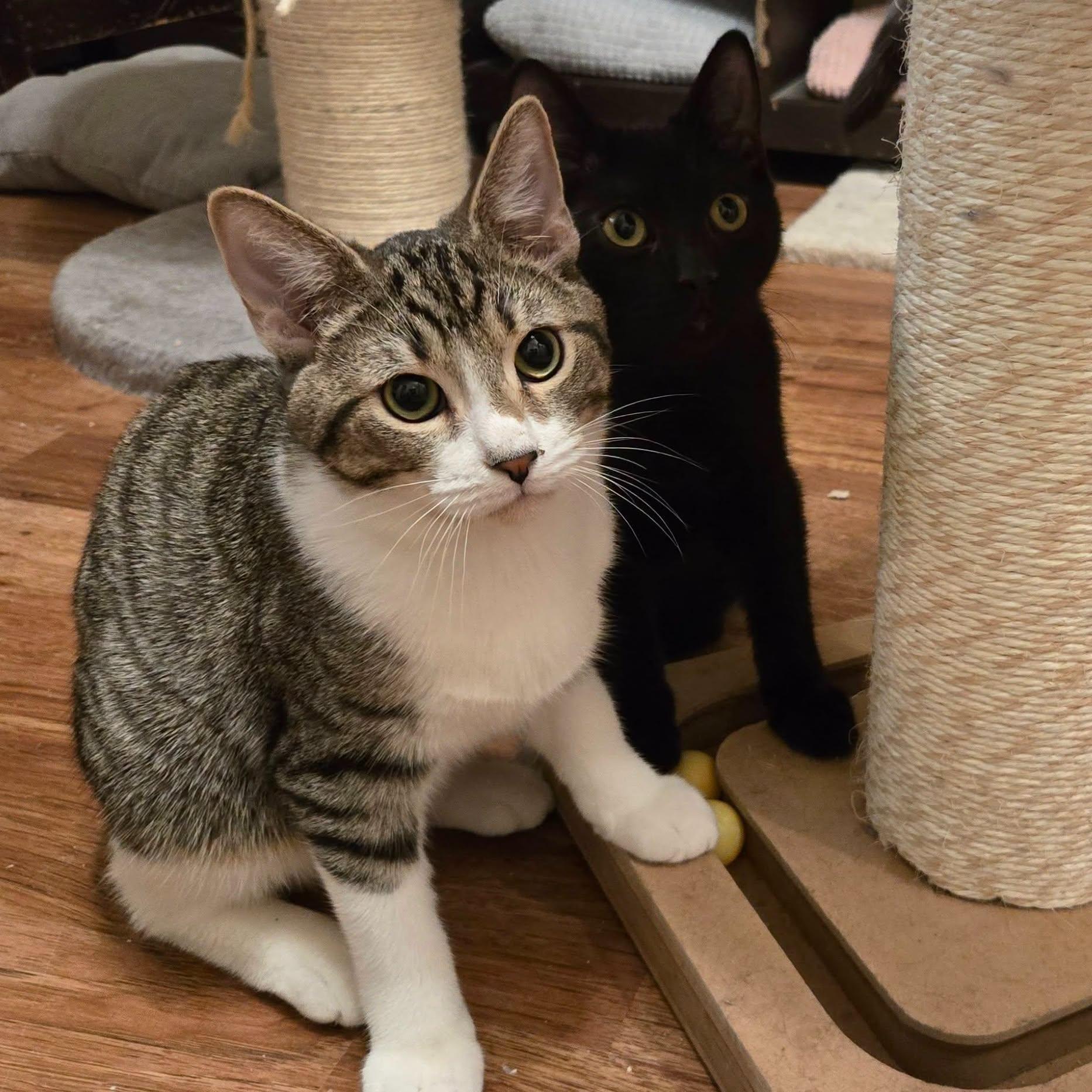 Enlarge Tubbs (Bonded with Crockett), a Adoptable Domestic Short Hair in Queen Creek, AZ image 6/6