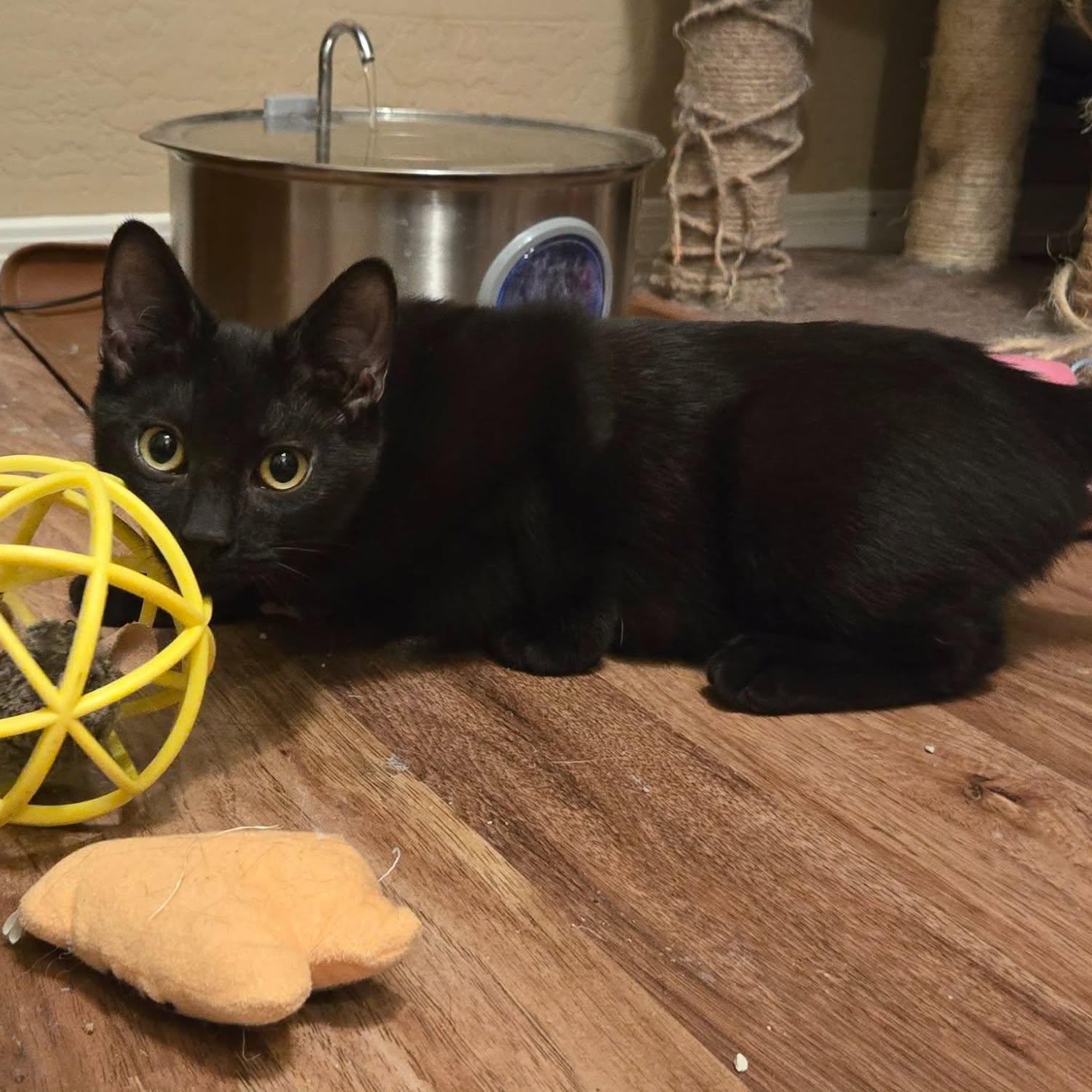 Enlarge Tubbs (Bonded with Crockett), a Adoptable Domestic Short Hair in Queen Creek, AZ image 4/6
