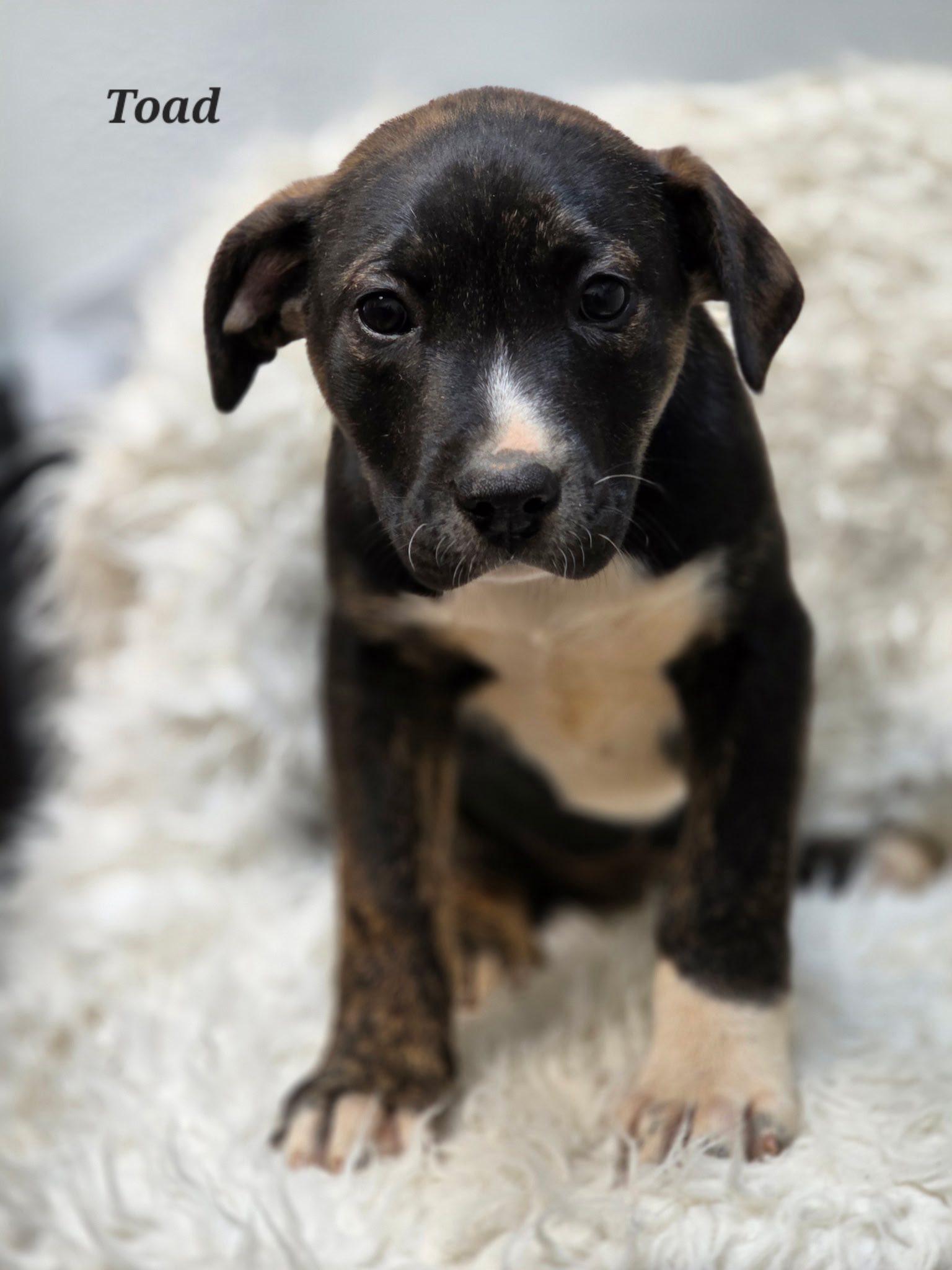 Toad, Adoptable, Puppy Male Mixed Breed.