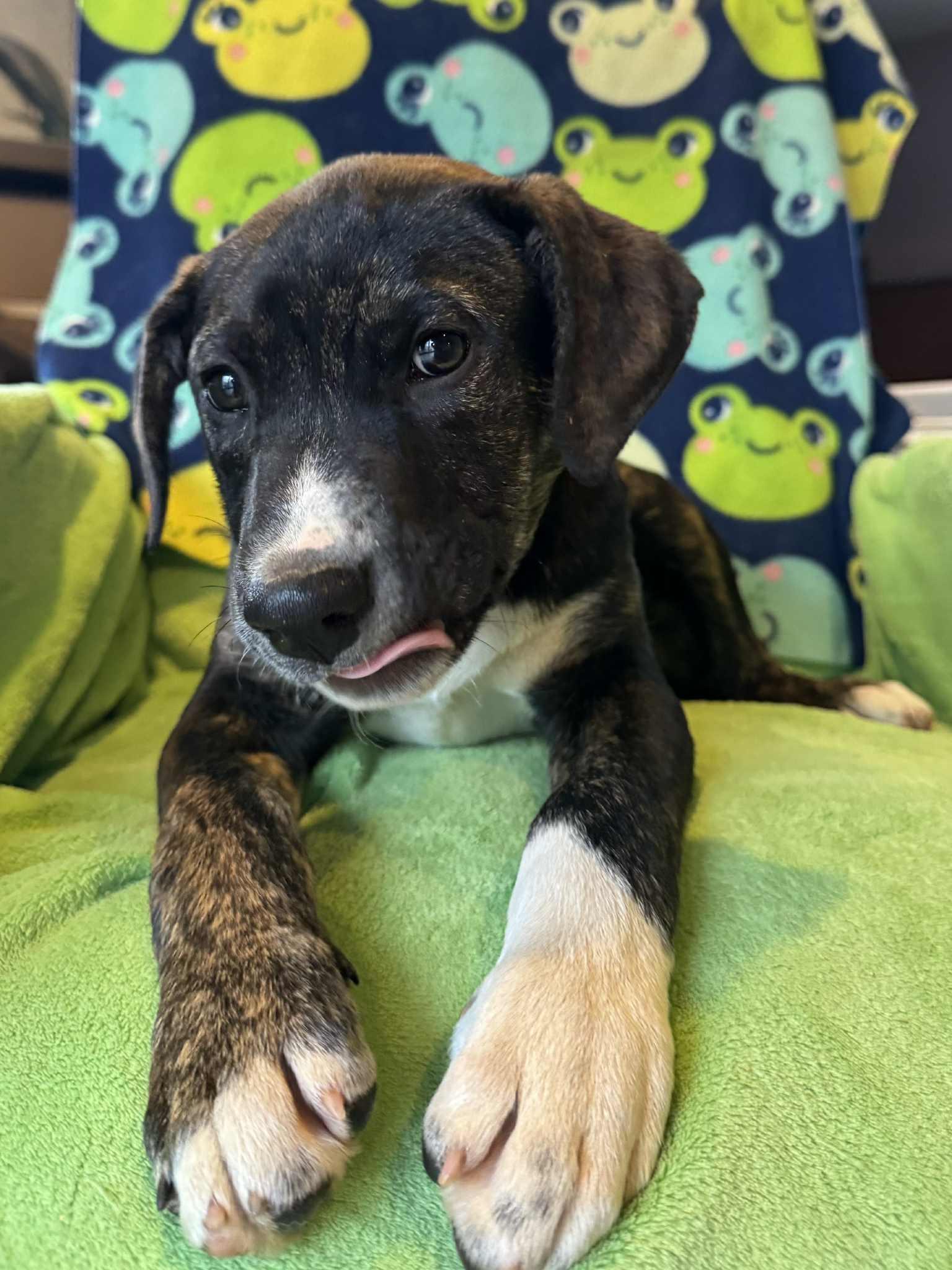 Enlarge Toad, a Adoptable Mixed Breed in Jarrettsville, MD image 4/4