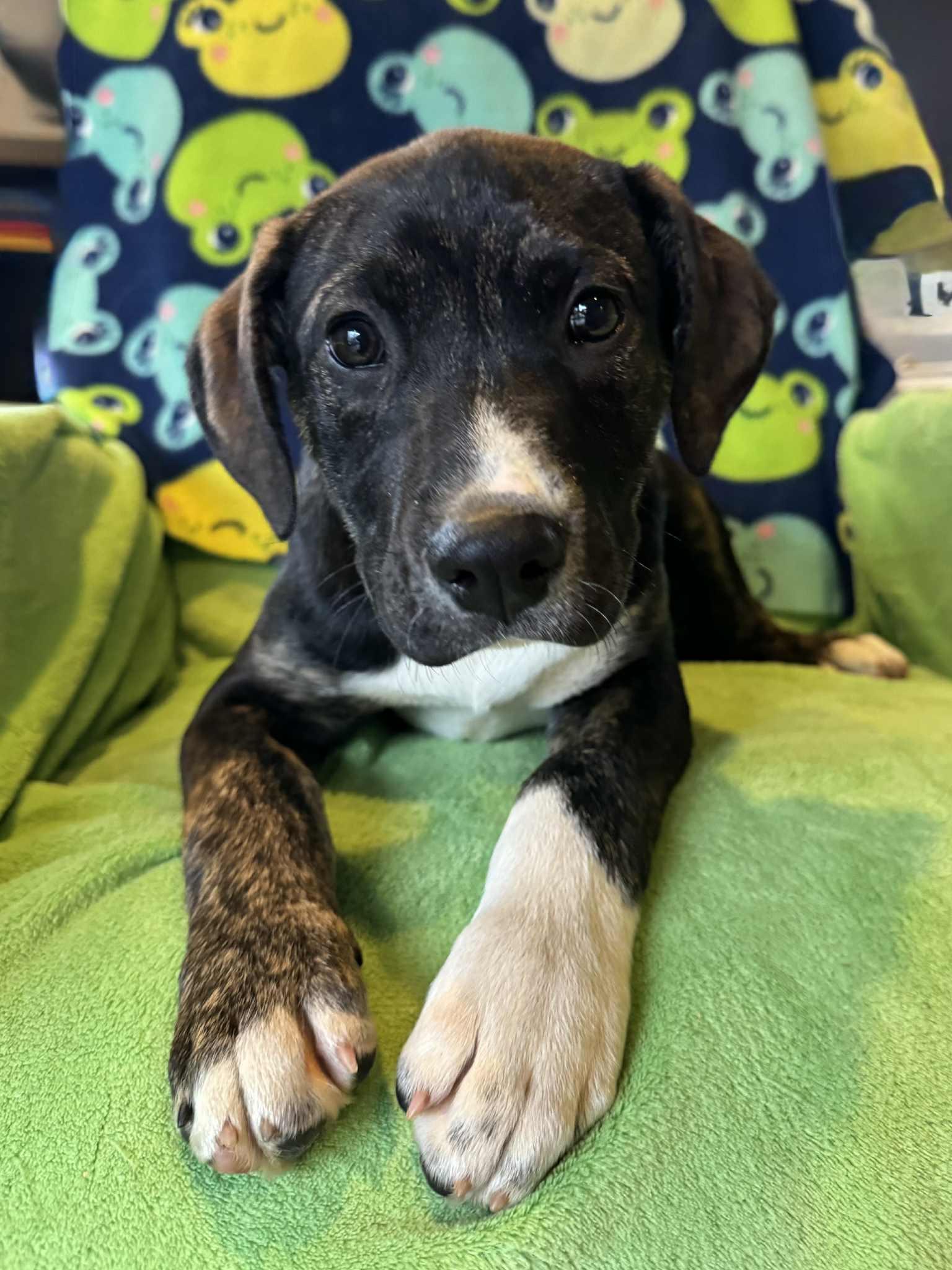 Enlarge Toad, a Adoptable Mixed Breed in Jarrettsville, MD image 3/4