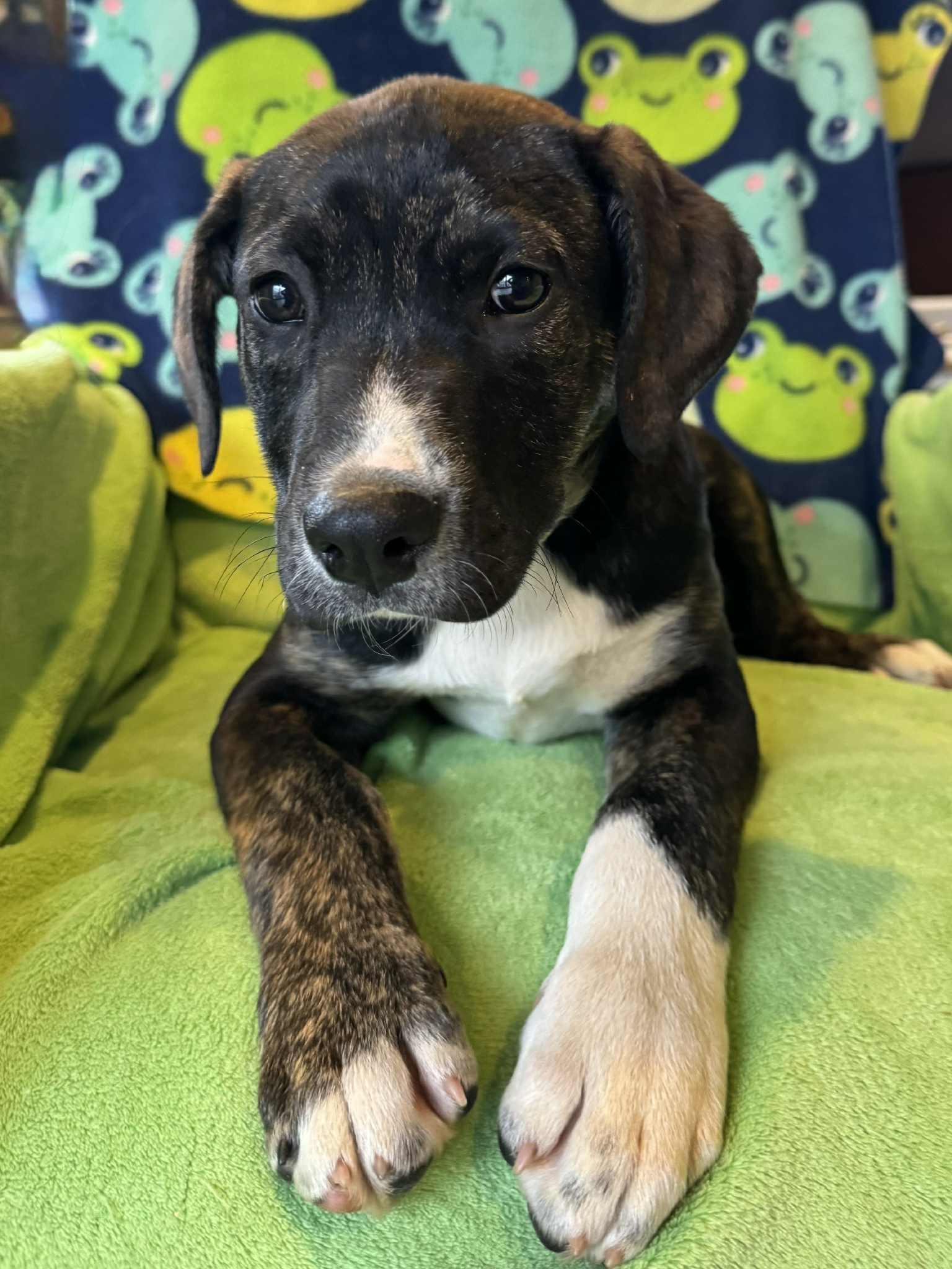 Enlarge Toad, a Adoptable Mixed Breed in Jarrettsville, MD image 2/4