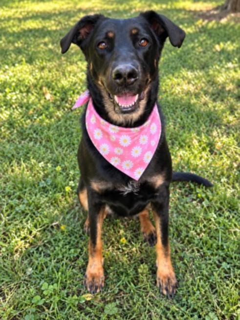 ROXIE, Adoptable, Adult Female Doberman Pinscher & Mixed Breed.
