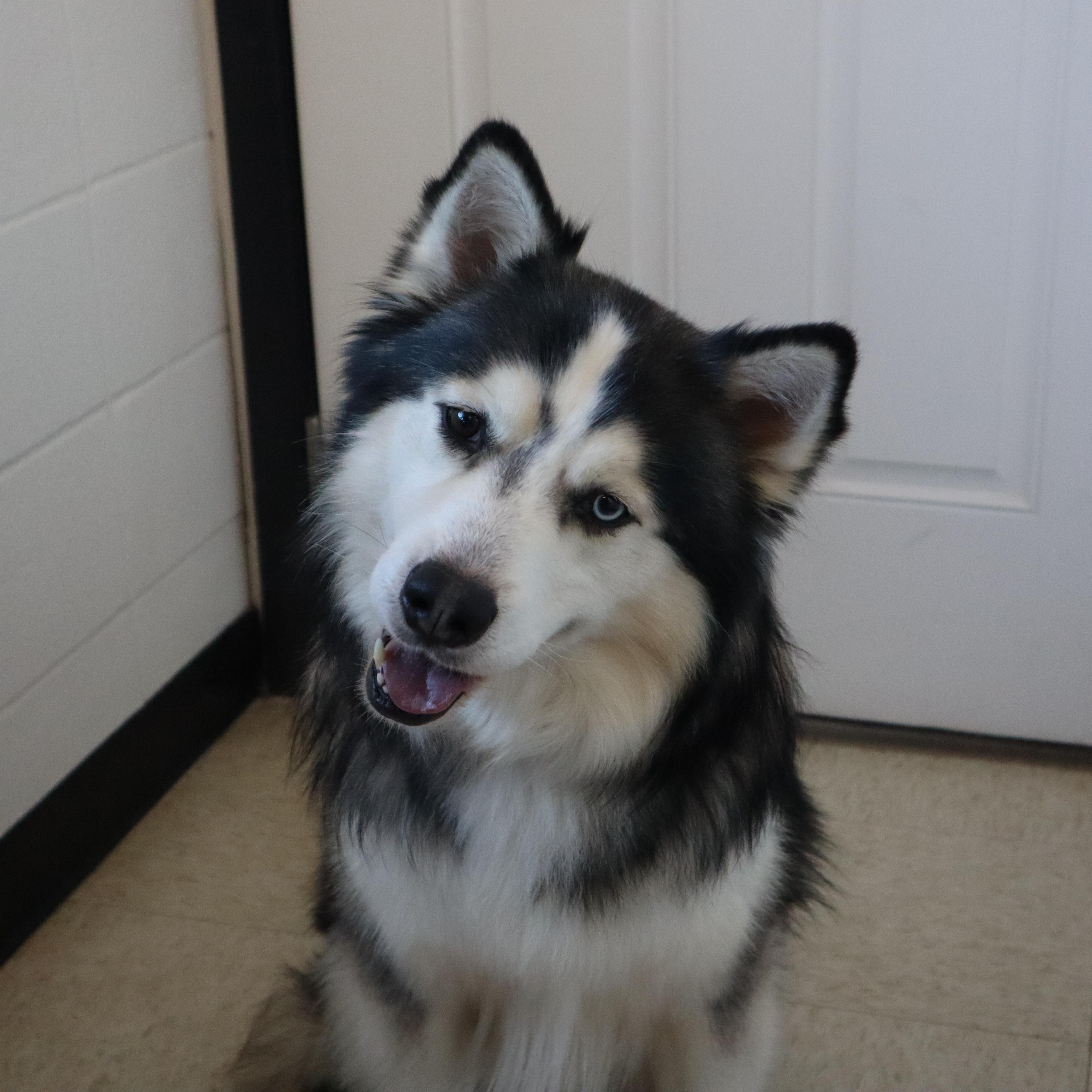 Enlarge Titus - Paws Behind Bars Prison Trained, a Adoptable Siberian Husky in Goshen, KY image 2/4