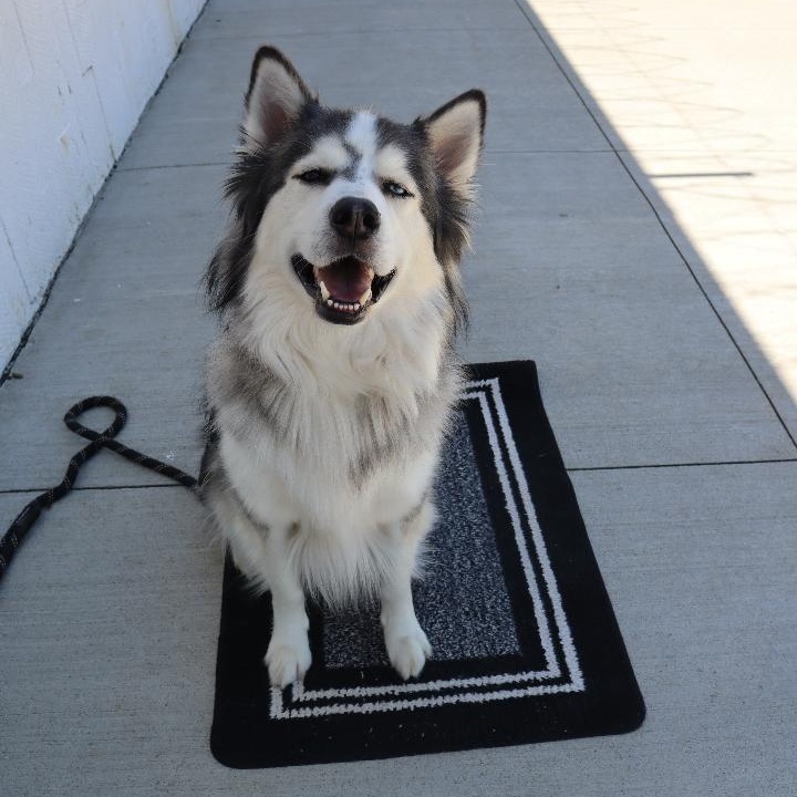 Enlarge Titus - Paws Behind Bars Prison Trained, a Adoptable Siberian Husky in Goshen, KY image 1/4