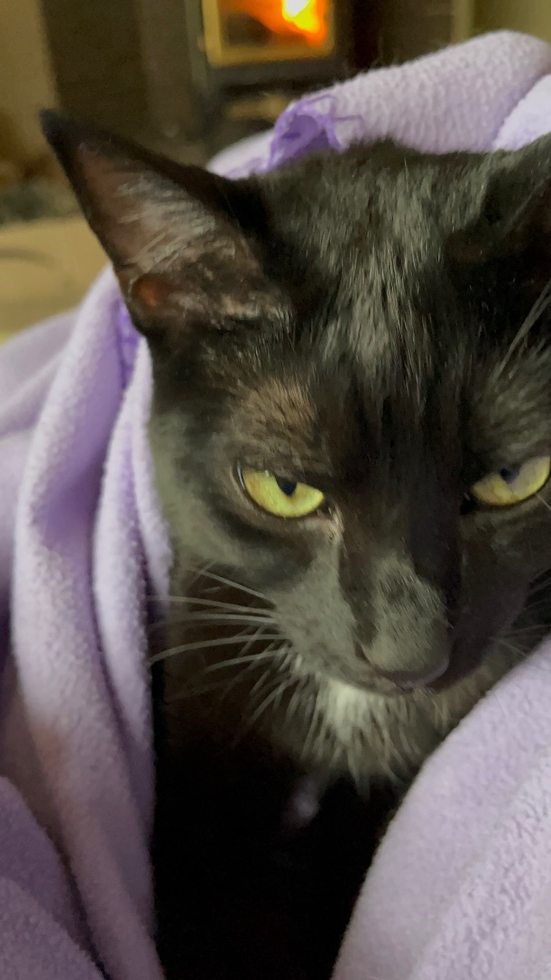 Enlarge Connie, a Adoptable mixed breed in Moreno Valley, CA image 5/6