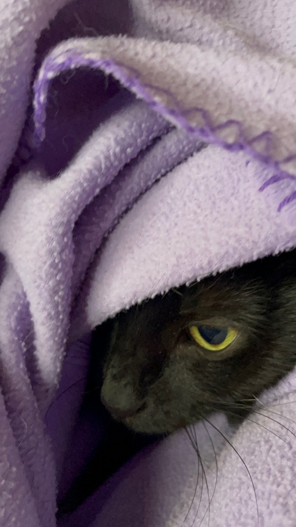 Enlarge Connie, a Adoptable mixed breed in Moreno Valley, CA image 3/6