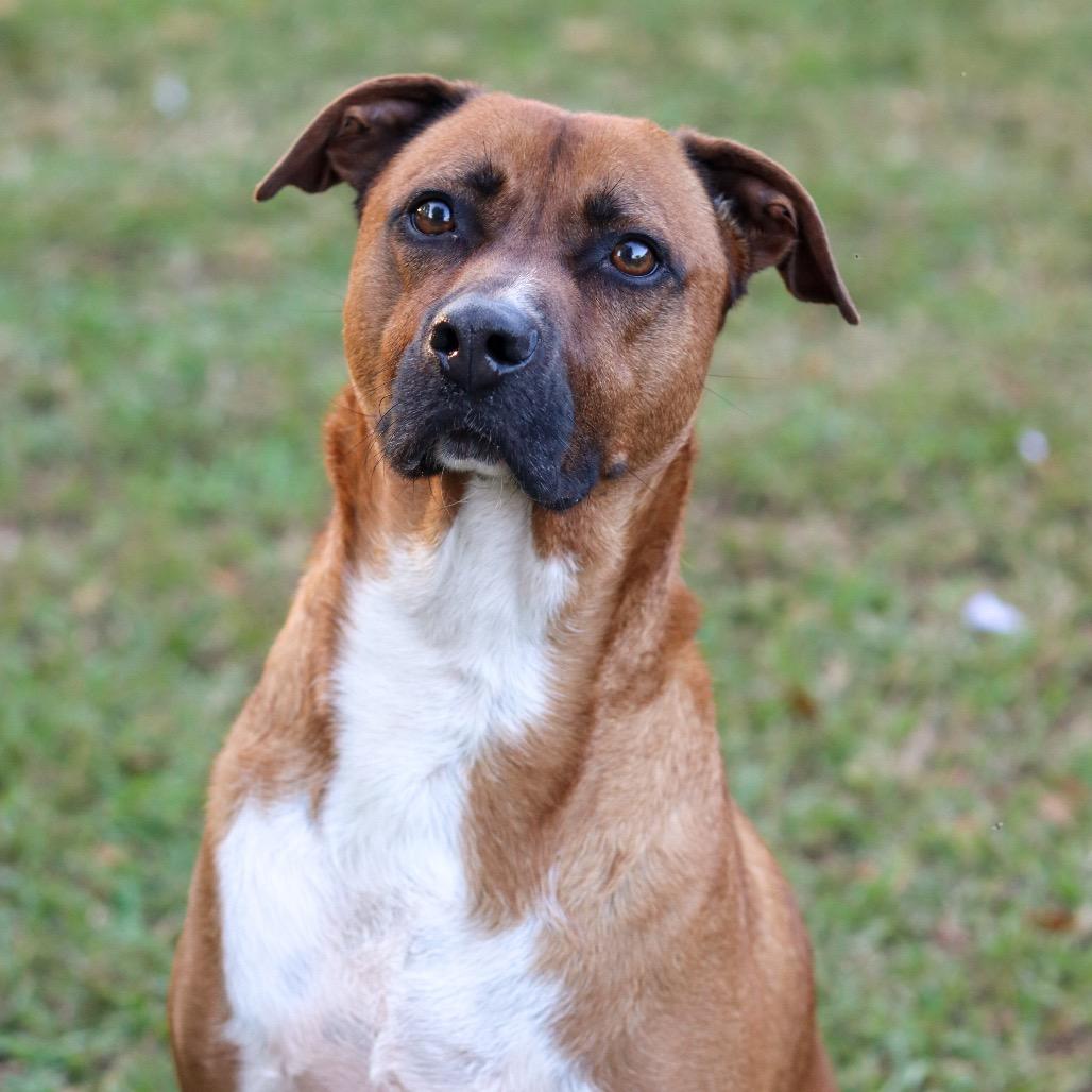 Chase, Adoptable, Adult Male Mixed Breed.