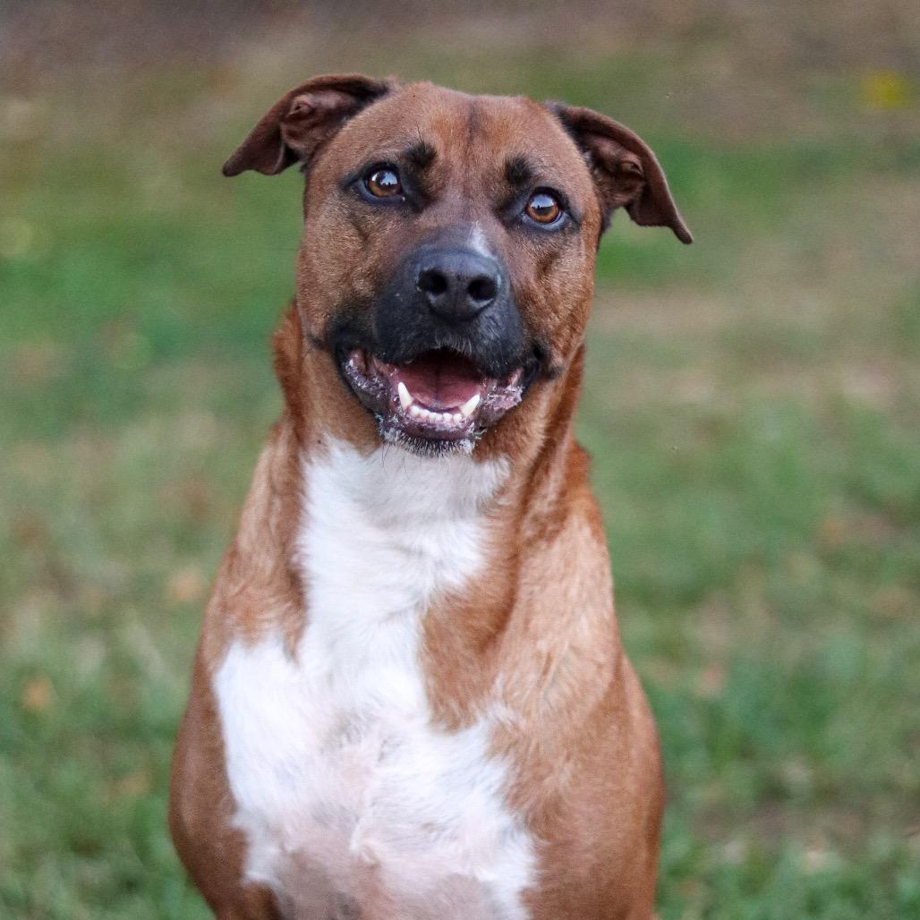 Enlarge Chase, a Adoptable mixed breed in Gainesville, GA image 2/3